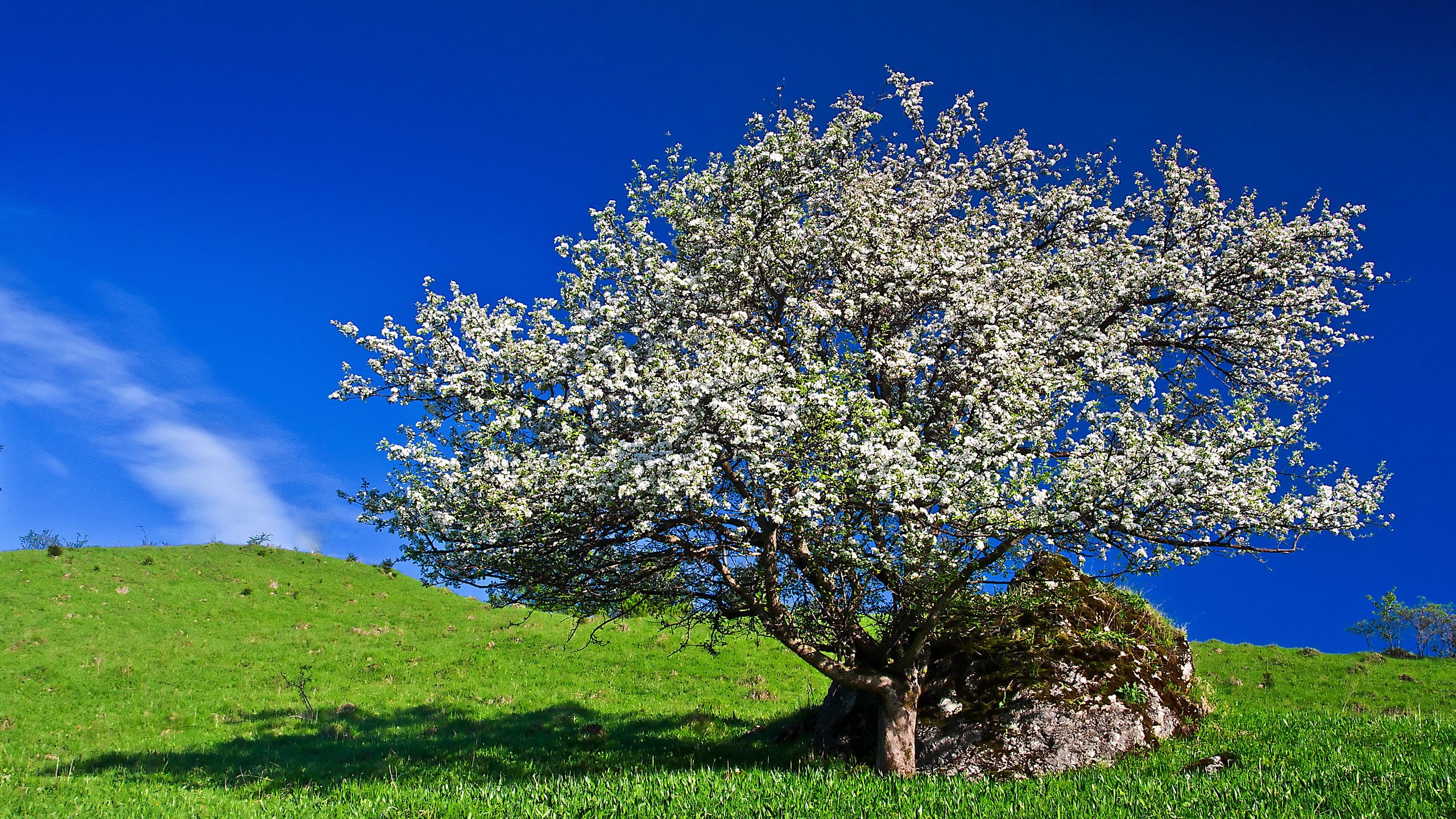 Blooming tree on a grassy hill under a blue sky HD Wallpaper