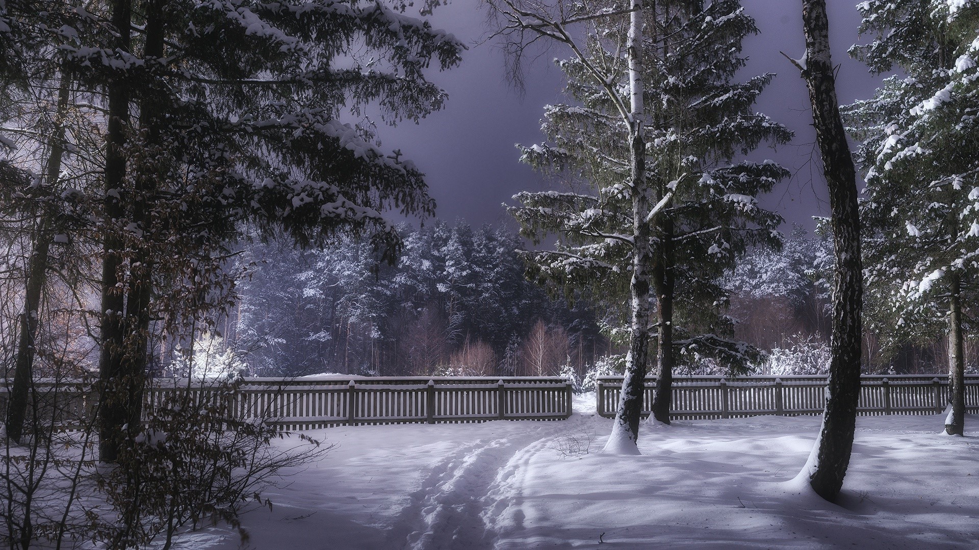 Snowy forest path with wooden fence HD Wallpaper
