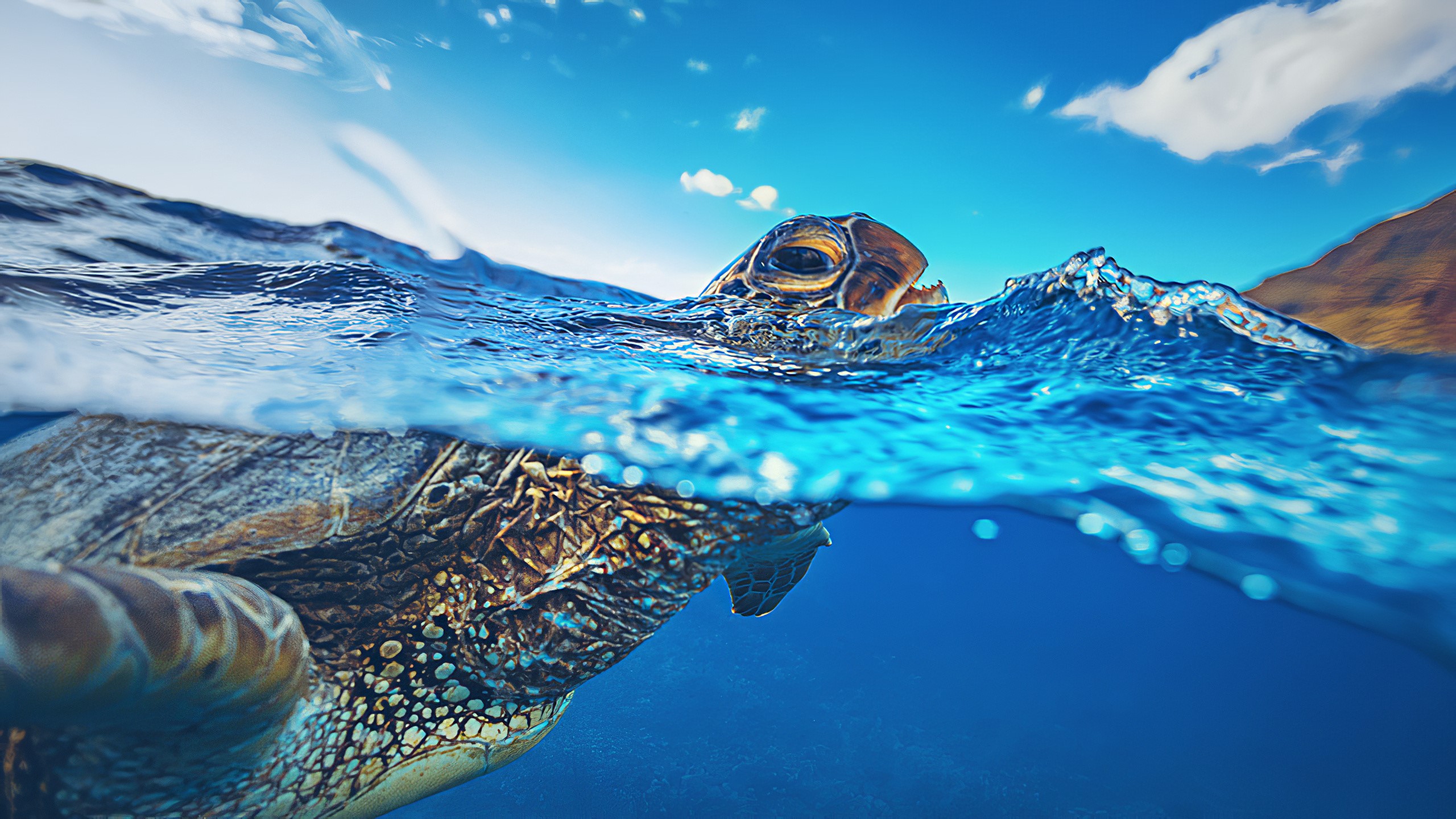 Sea Turtle surfacing in blue ocean water HD Wallpaper