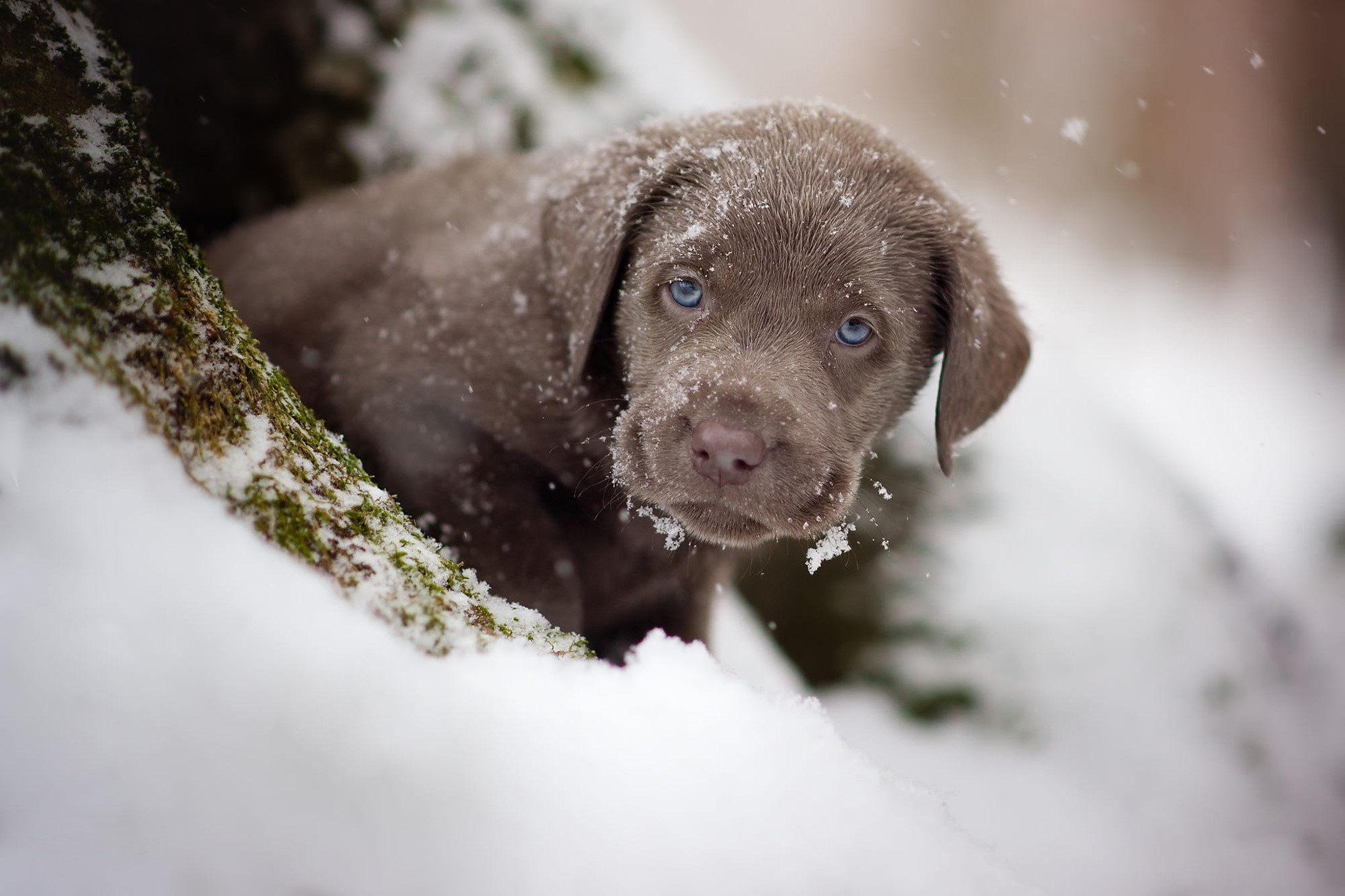 Silver Labrador puppy in the snow HD Wallpaper
