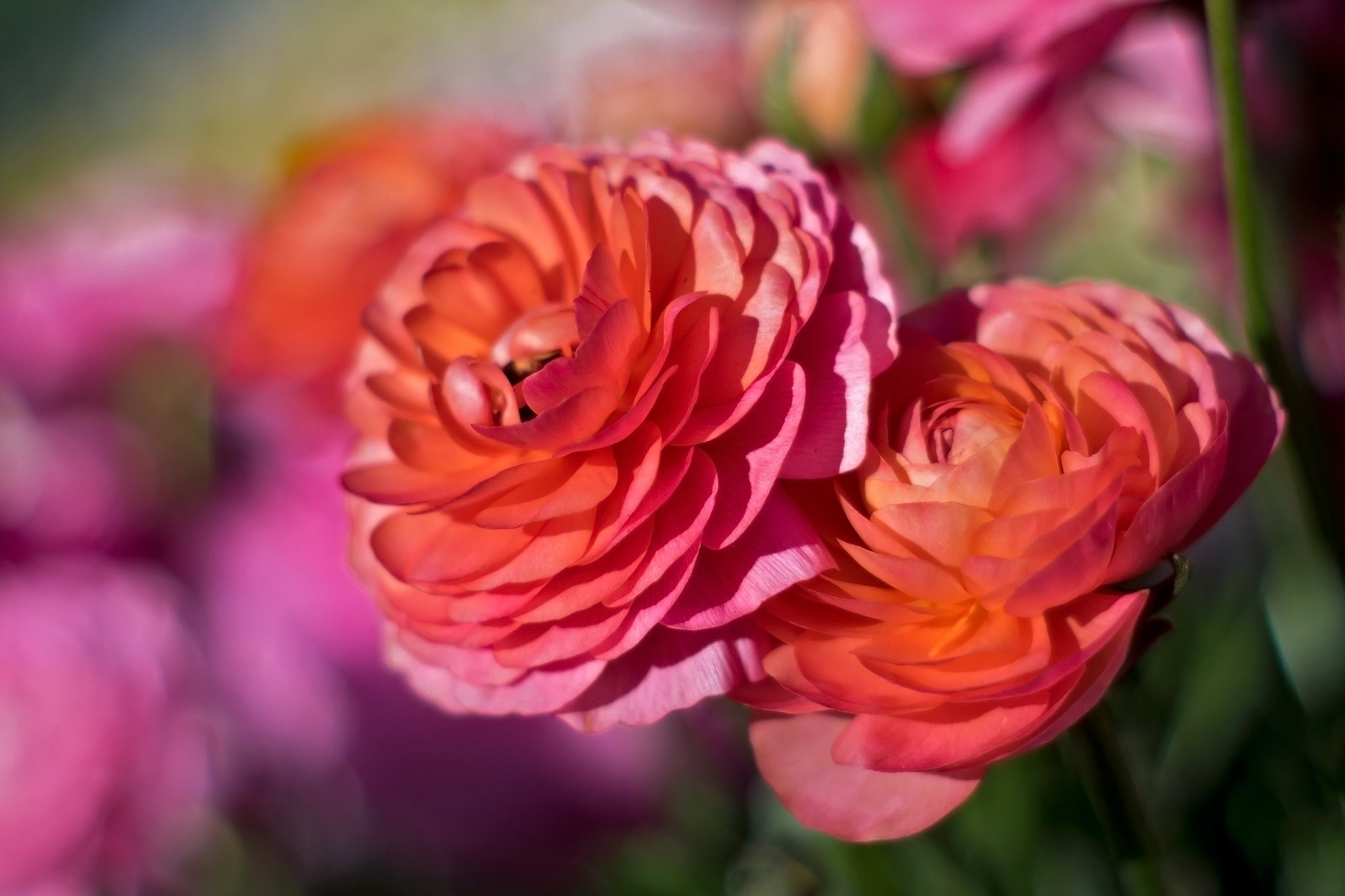 Close-up of two vibrant pink and orange ranunculus flowers HD Wallpaper