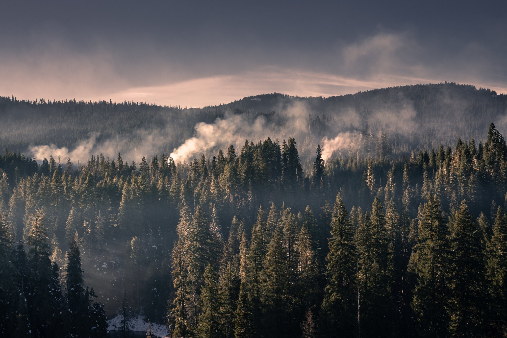 Smoke rising from a dense evergreen forest on a misty day HD Wallpaper