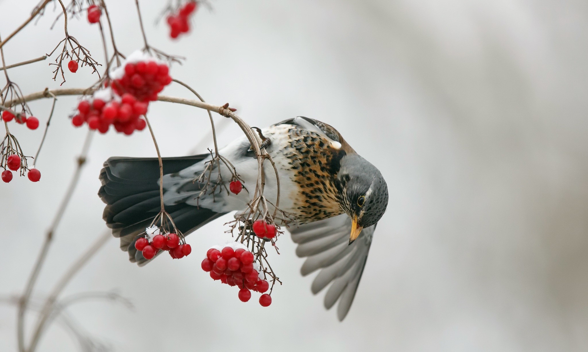 Bird eating red berries in winter HD Wallpaper