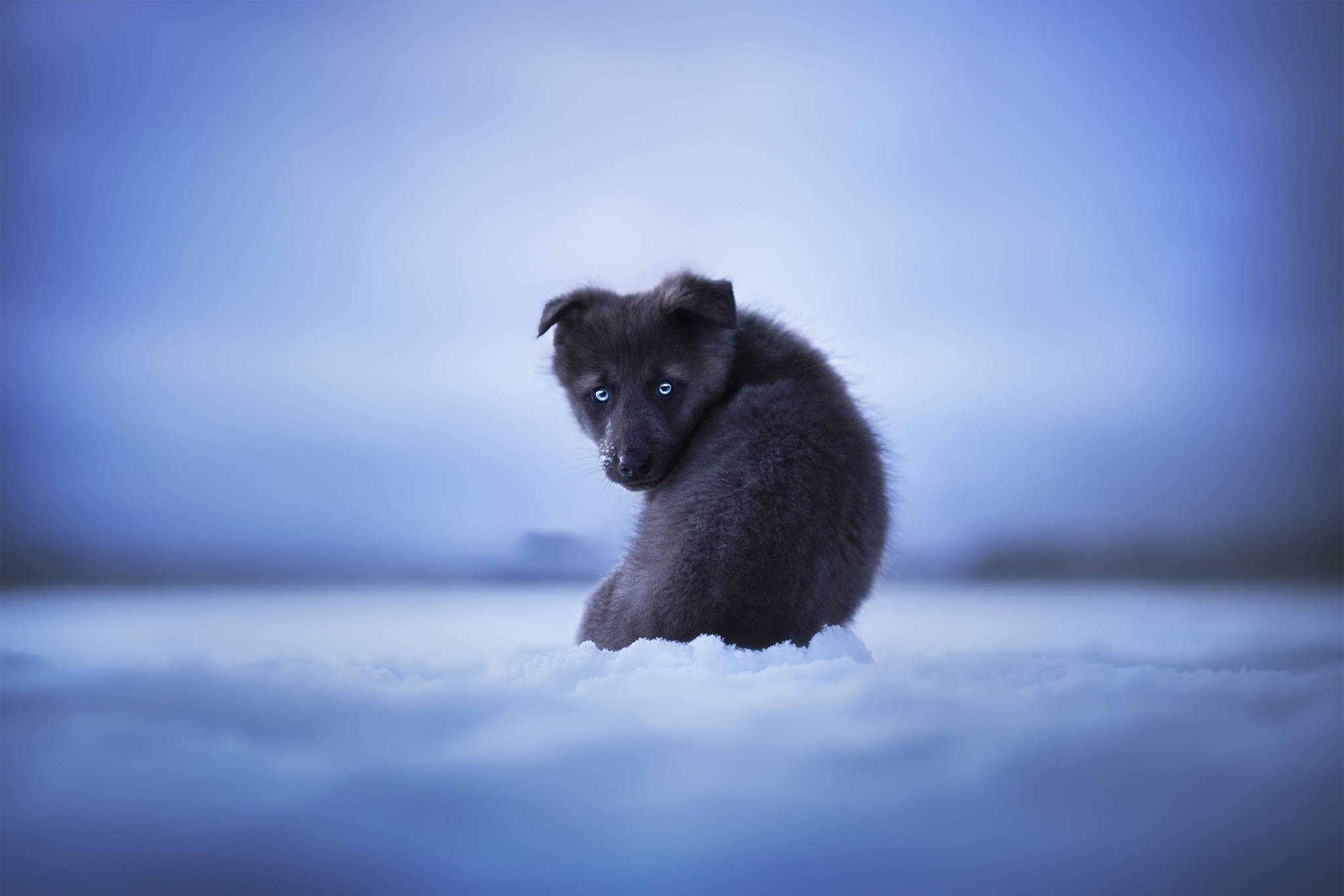 A young husky puppy with blue eyes in the snow HD Wallpaper