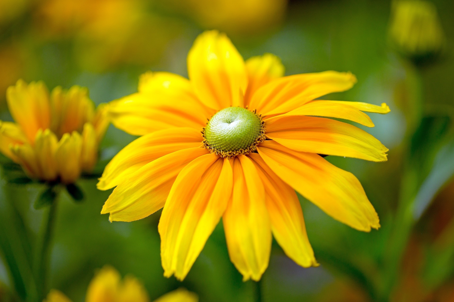 Close-up of a yellow coneflower with a green center HD Wallpaper