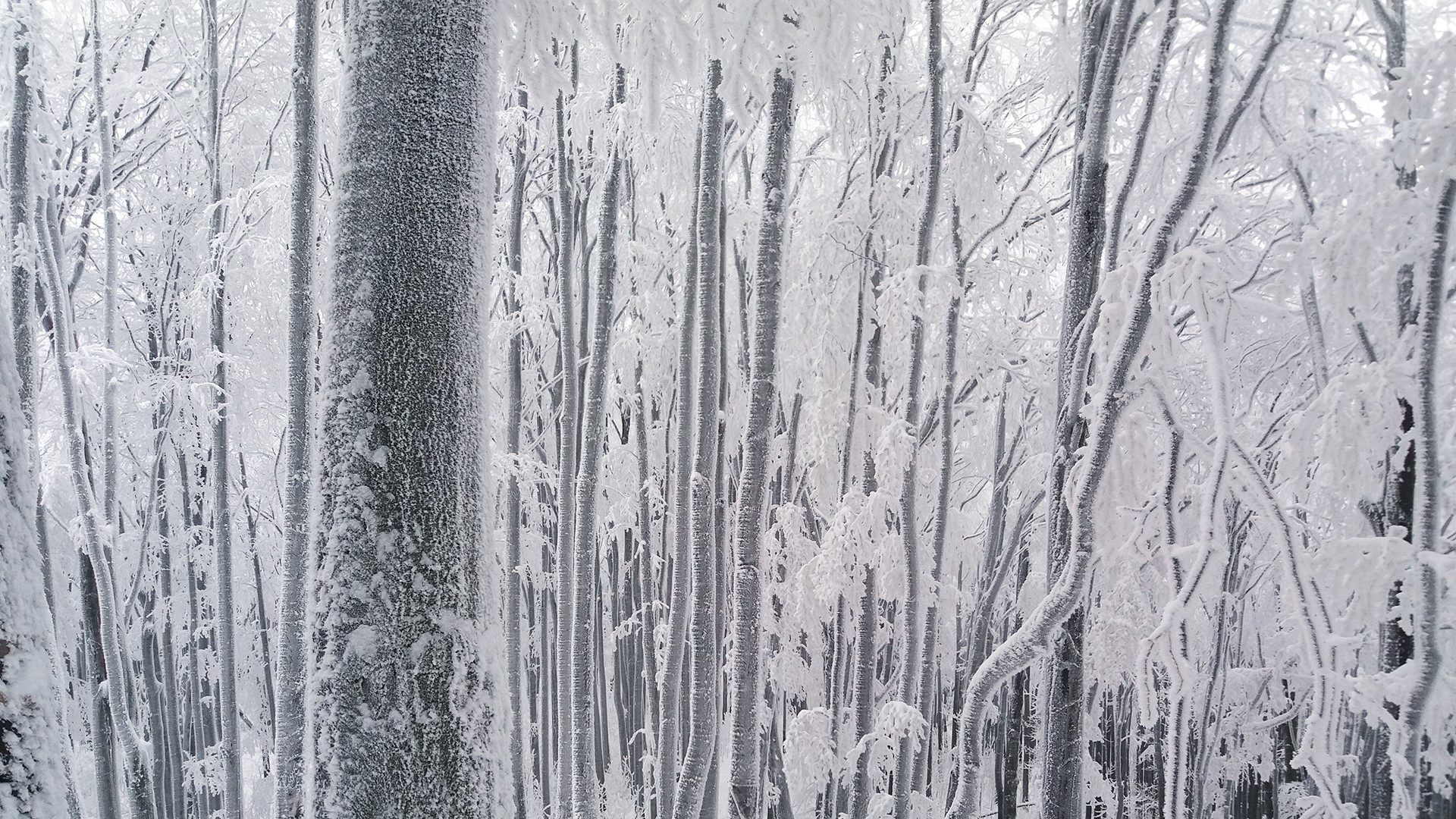 Forest covered in snow and frost HD Wallpaper