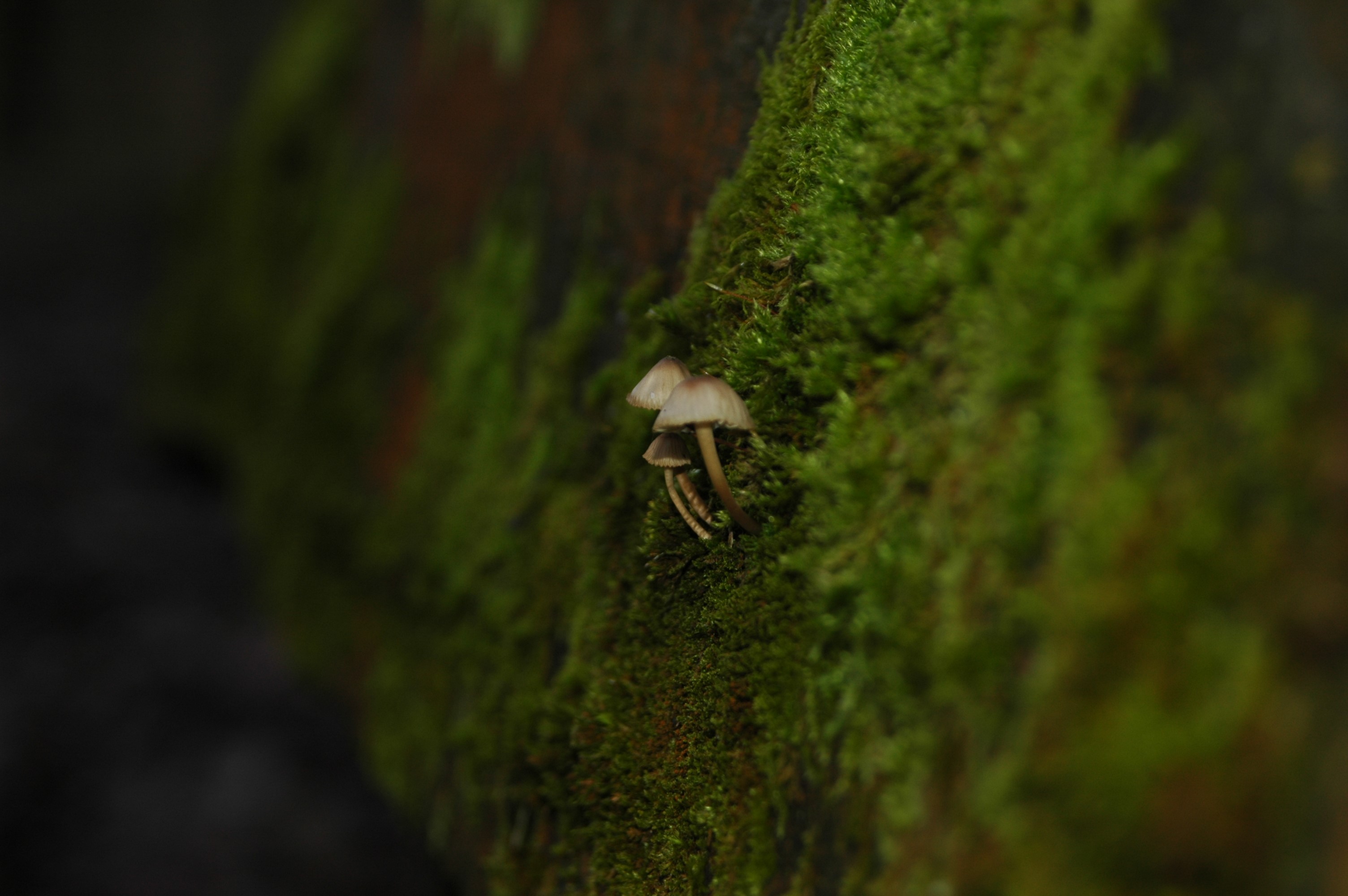 Small mushrooms growing on mossy surface HD Wallpaper