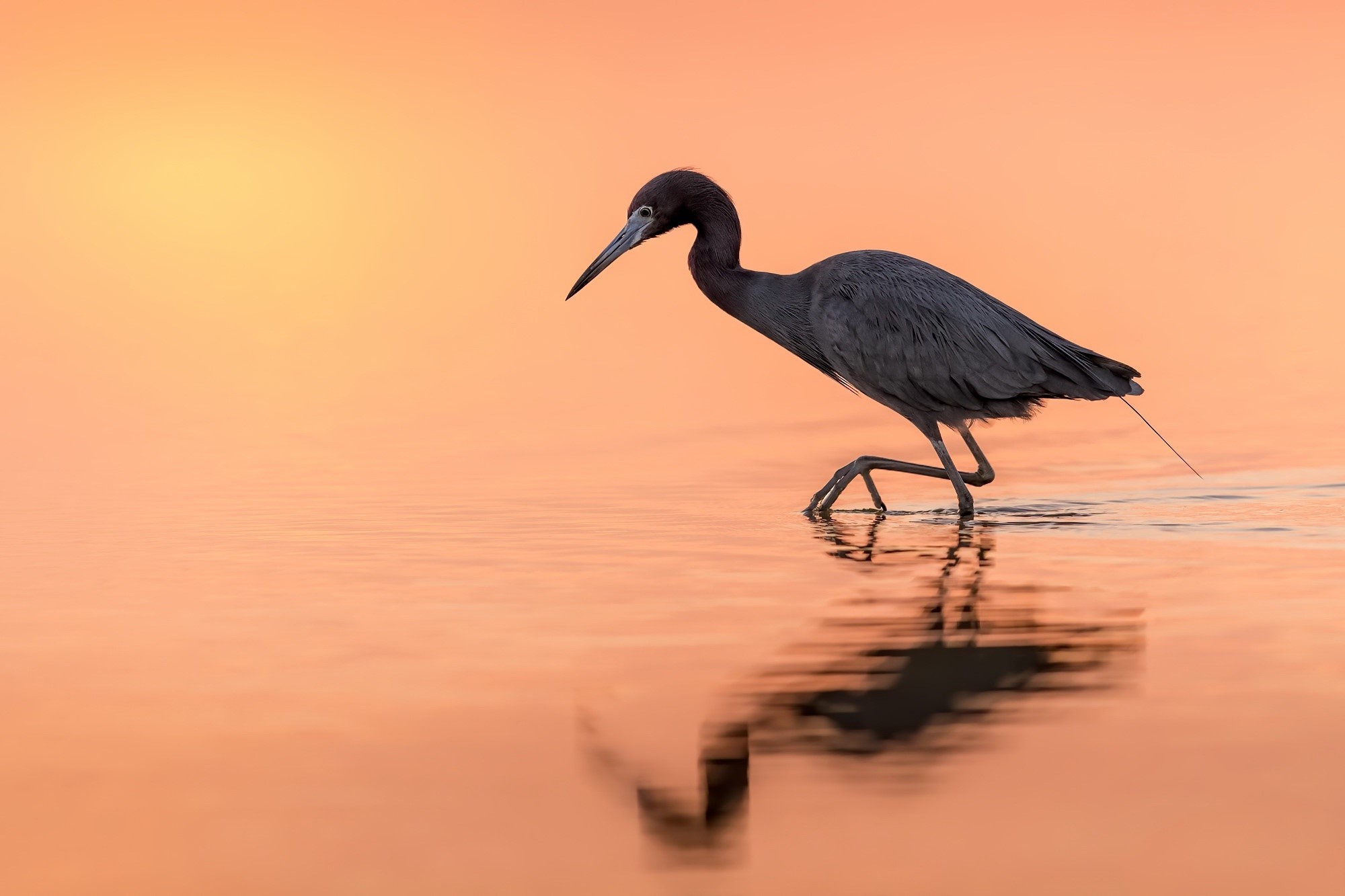 Little Blue Heron wading in shallow water at sunset HD Wallpaper