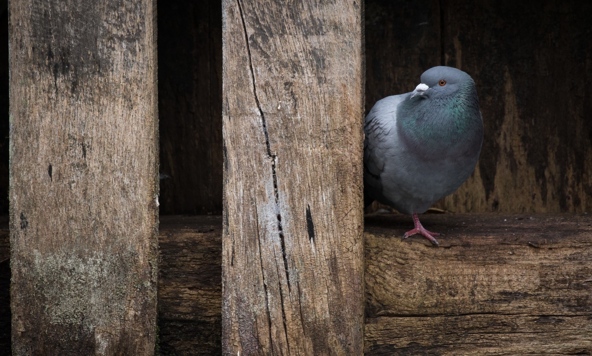 A pigeon perched on weathered wooden planks HD Wallpaper