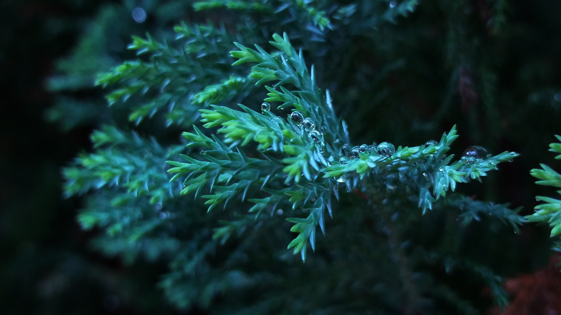 Close-up of Thuja branches with water drops HD Wallpaper