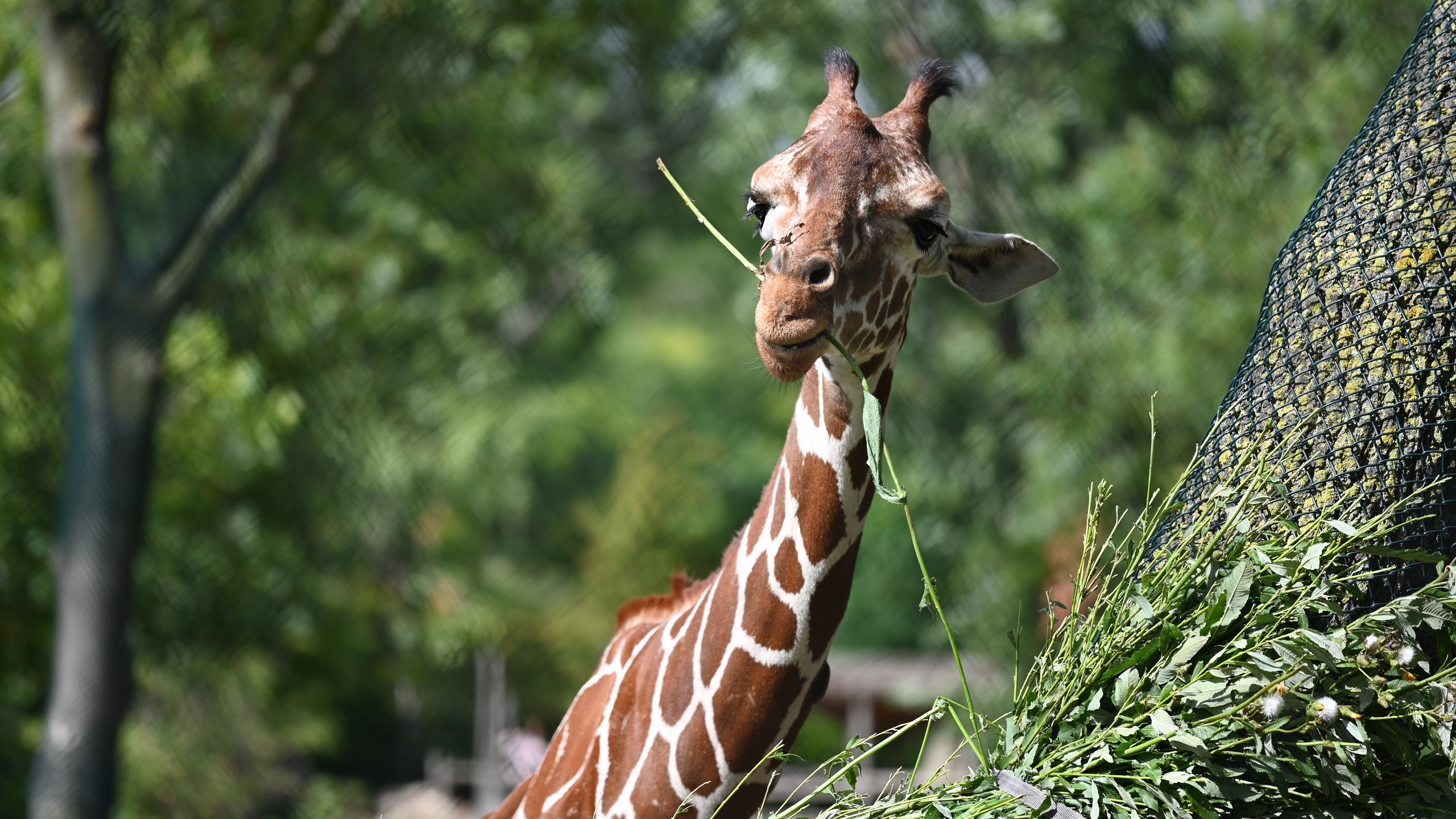 Giraffe eating leaves from a feeder HD Wallpaper