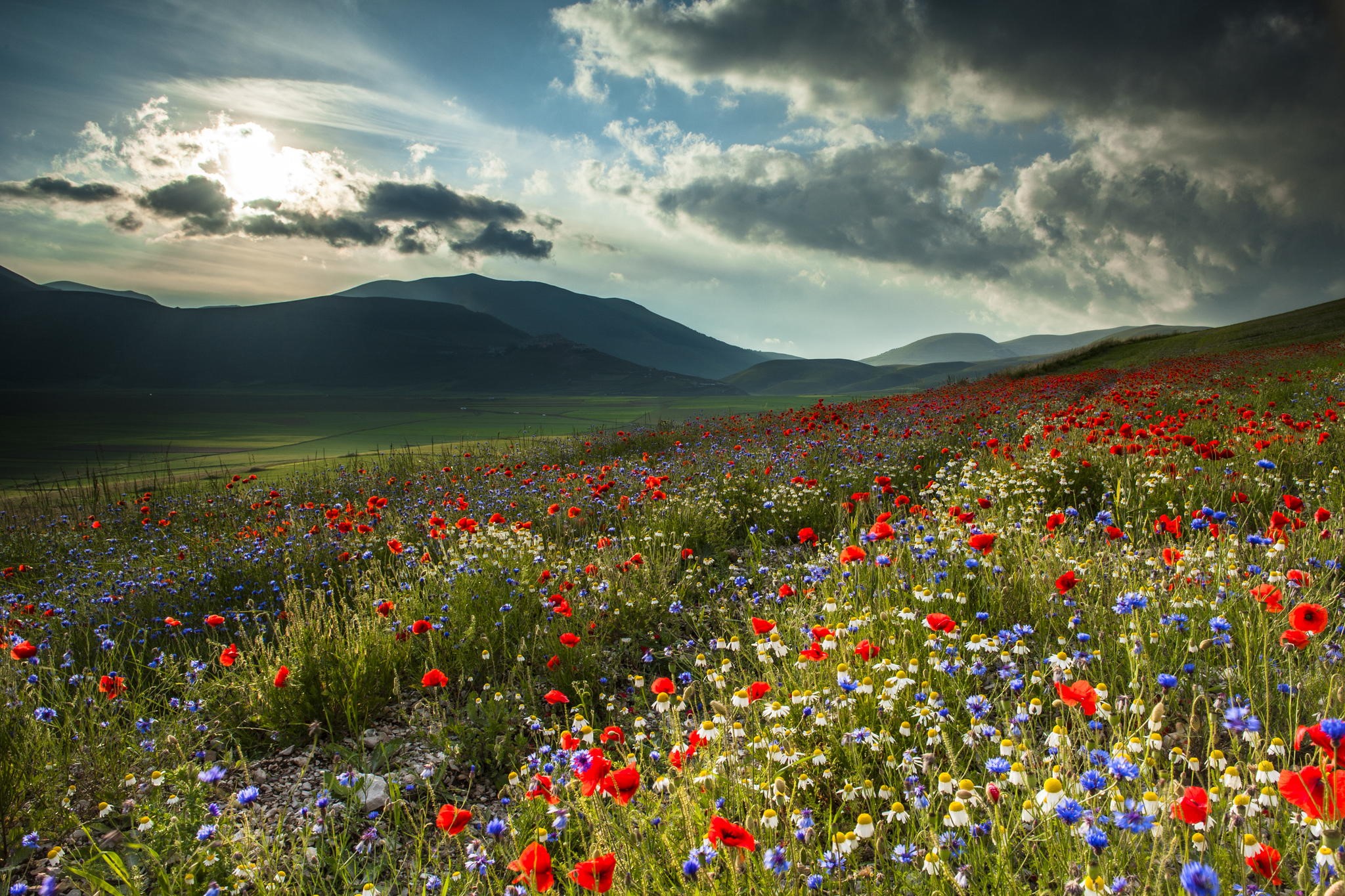 Field of poppies and cornflowers with mountains in the background HD Wallpaper