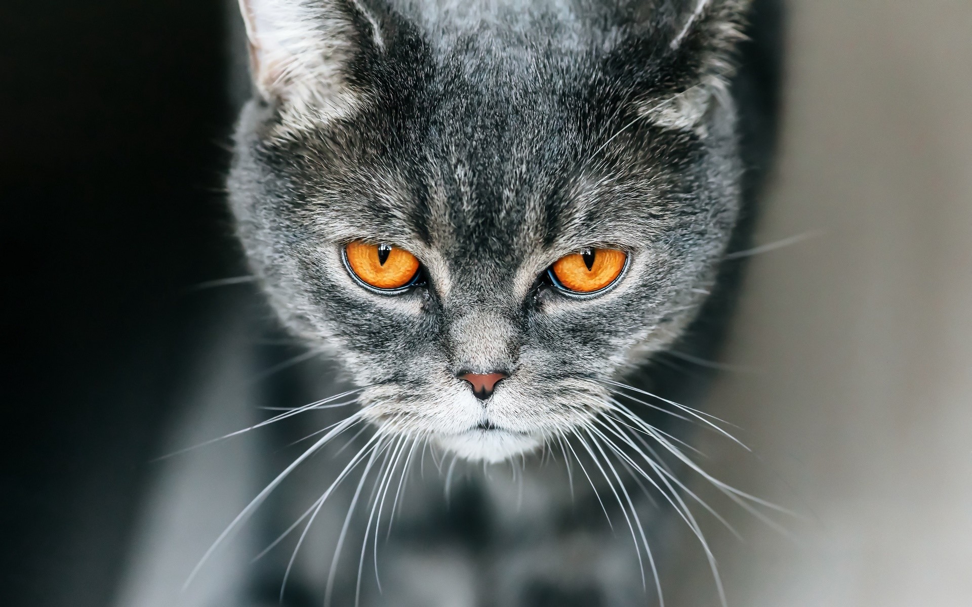 Close-up of a grey tabby cat with orange eyes HD Wallpaper