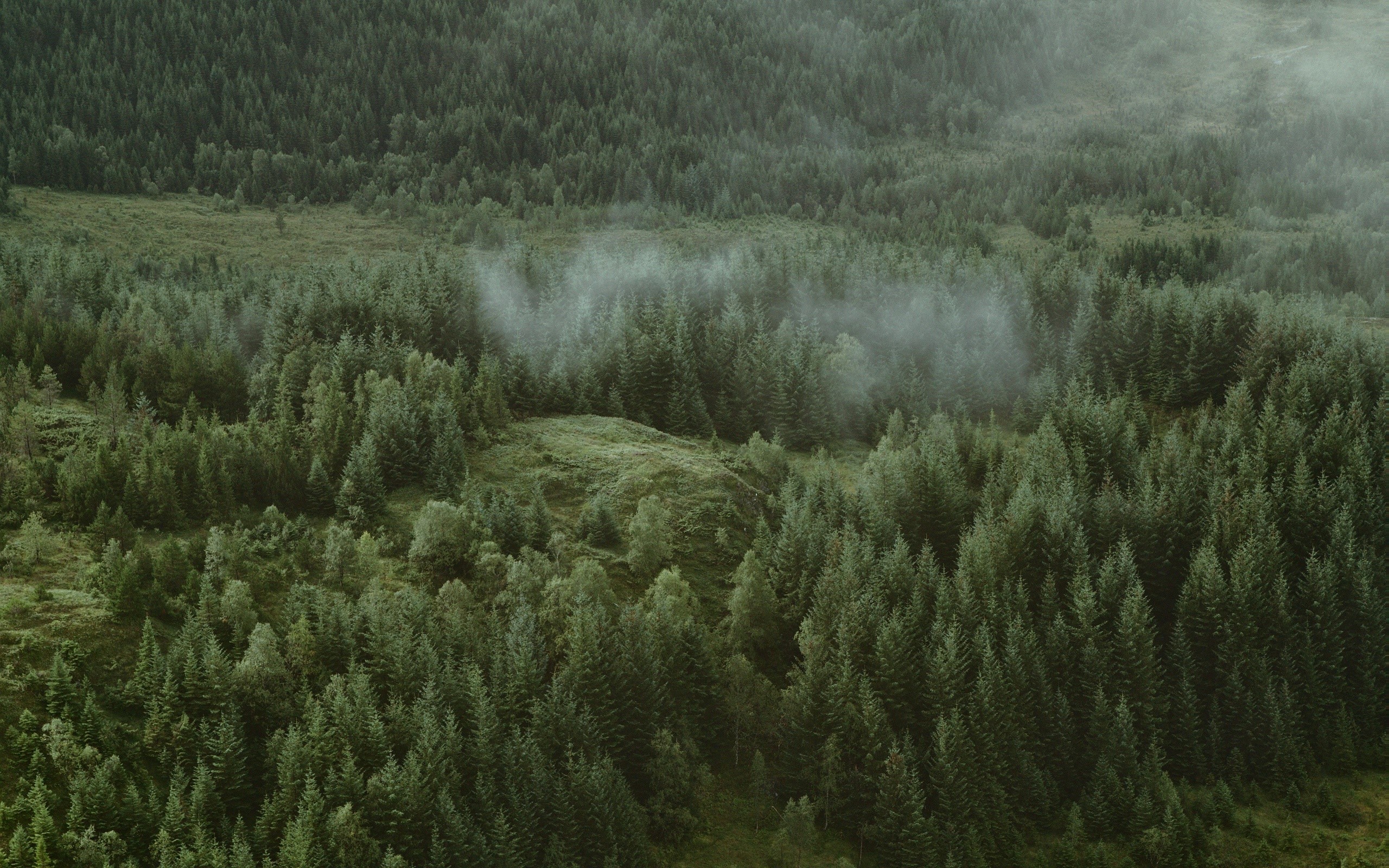 Landscape Green Nature Forest High Angle Trees HD Wallpaper 
