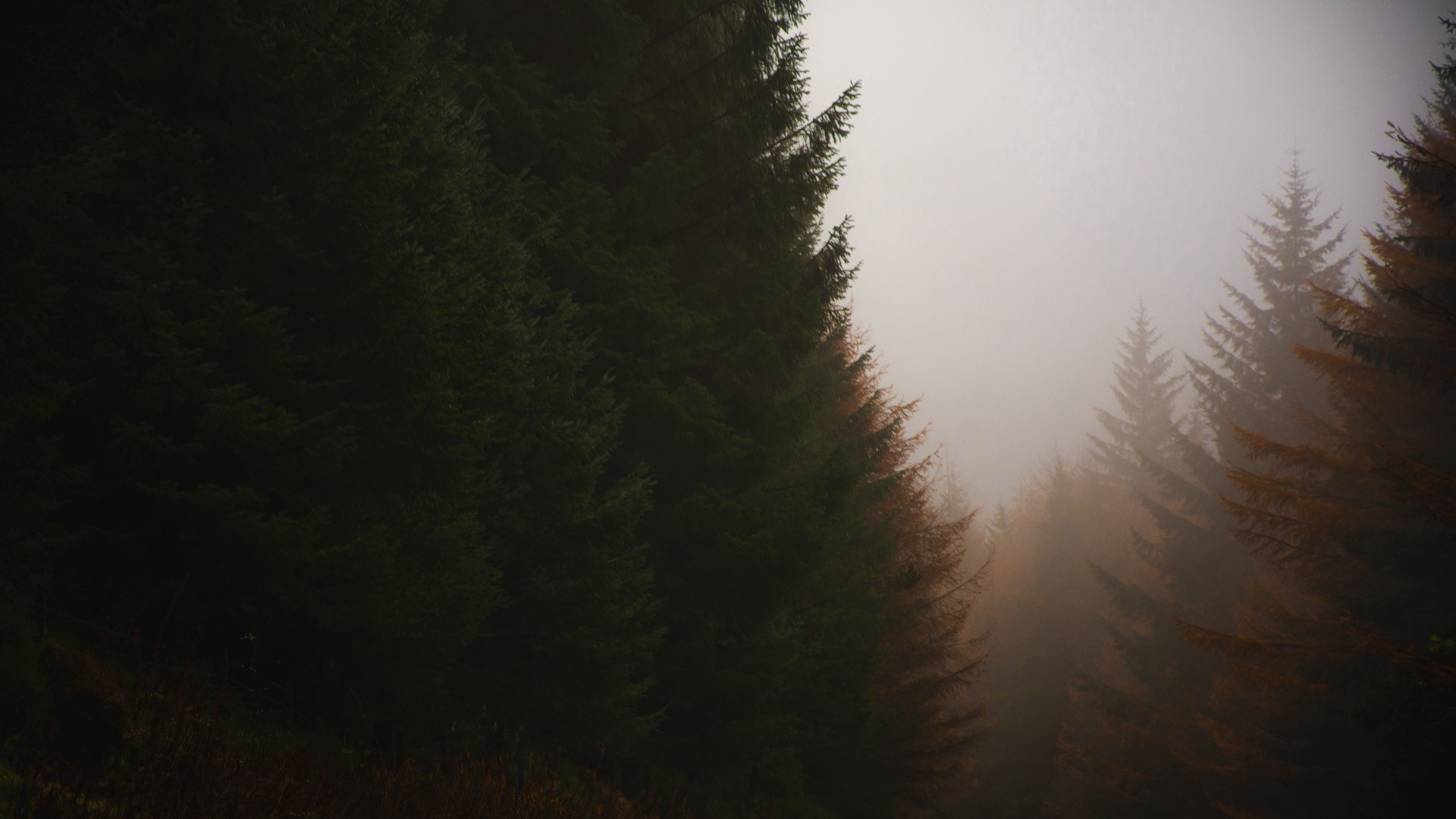 Dark forest in fog during fall HD Wallpaper