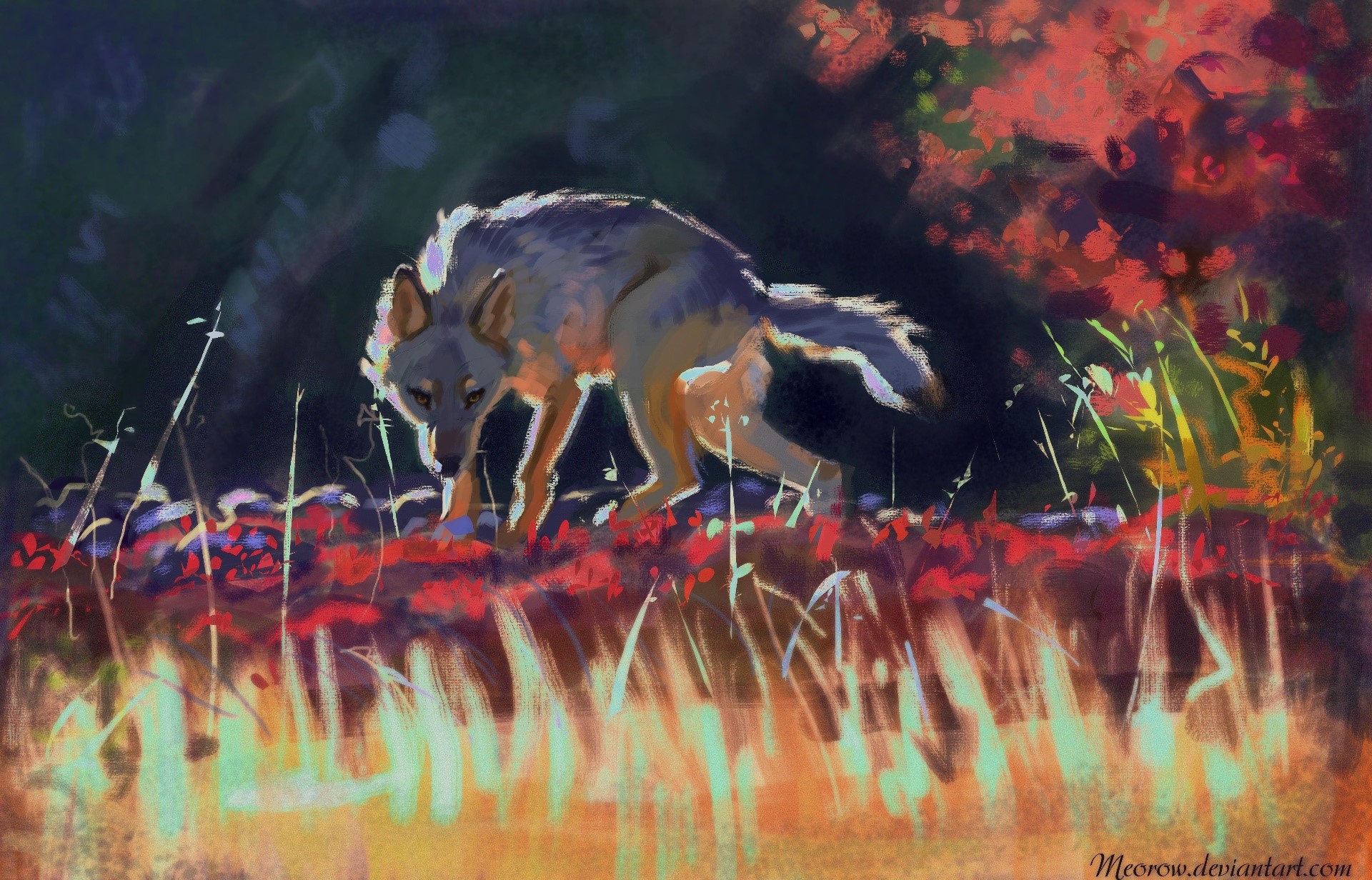 Wolf in a field of red flowers at dusk HD Wallpaper