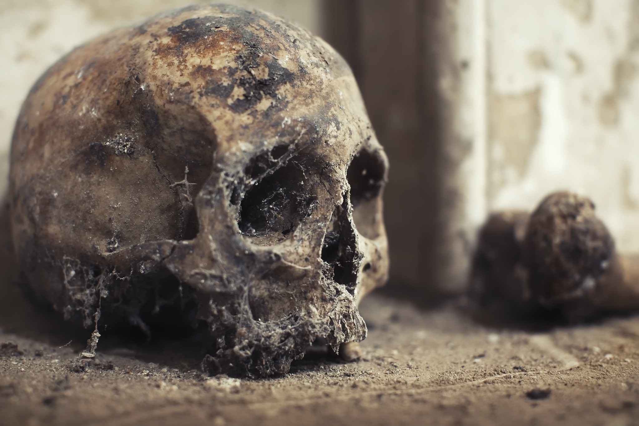 Old human skull and bones on the ground HD Wallpaper