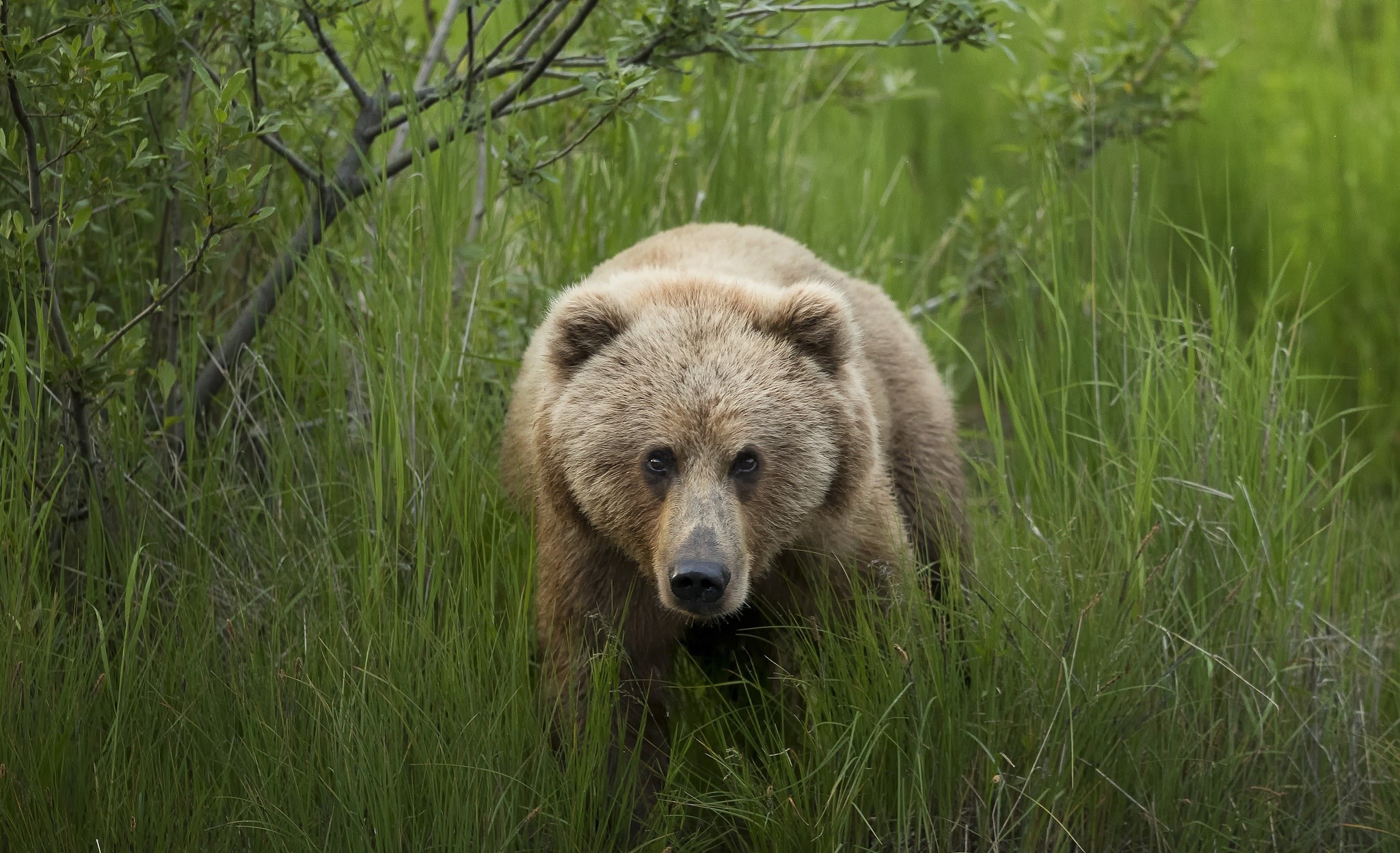 A brown bear stands in tall green grass HD Wallpaper