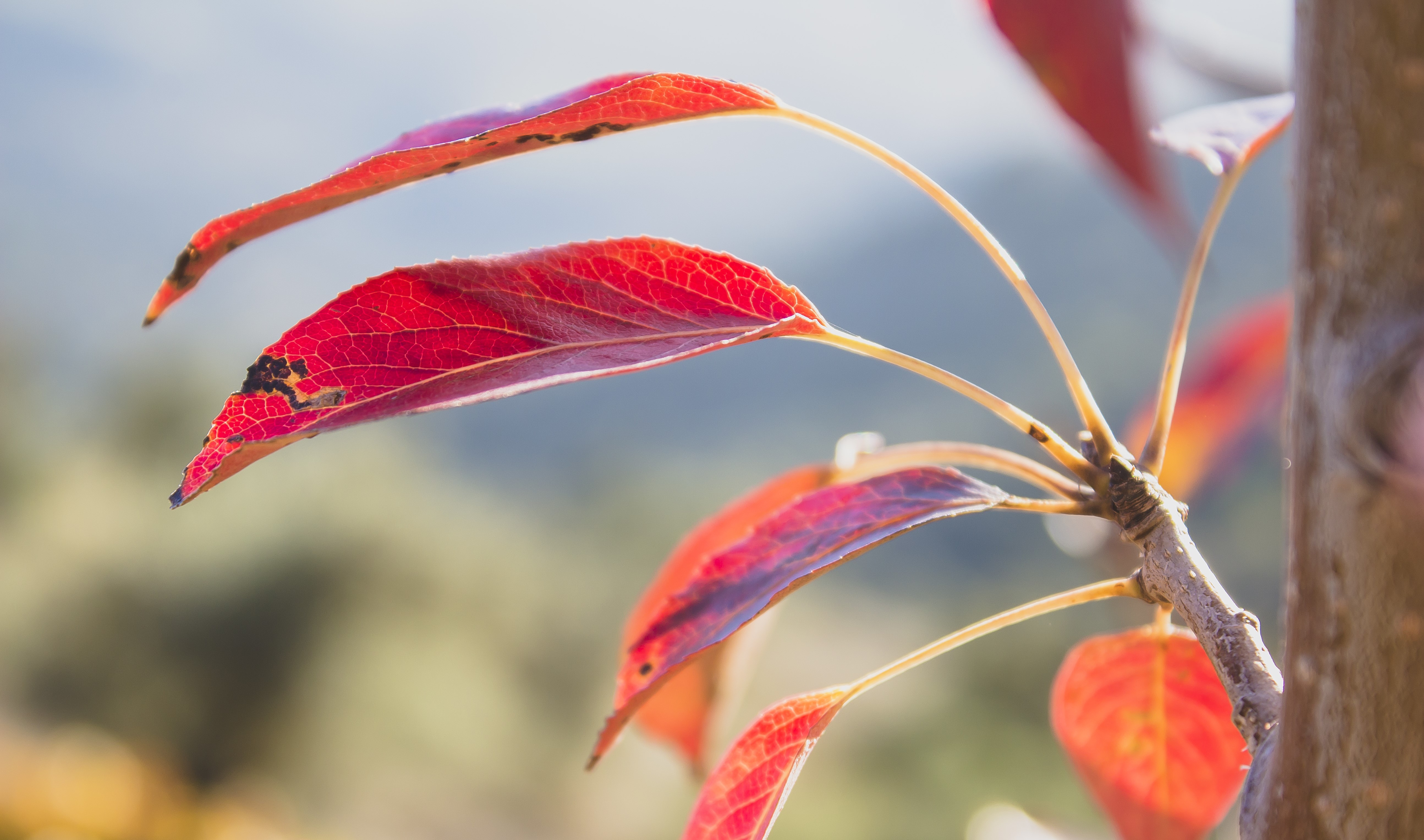 Red leaves on a branch in nature HD Wallpaper