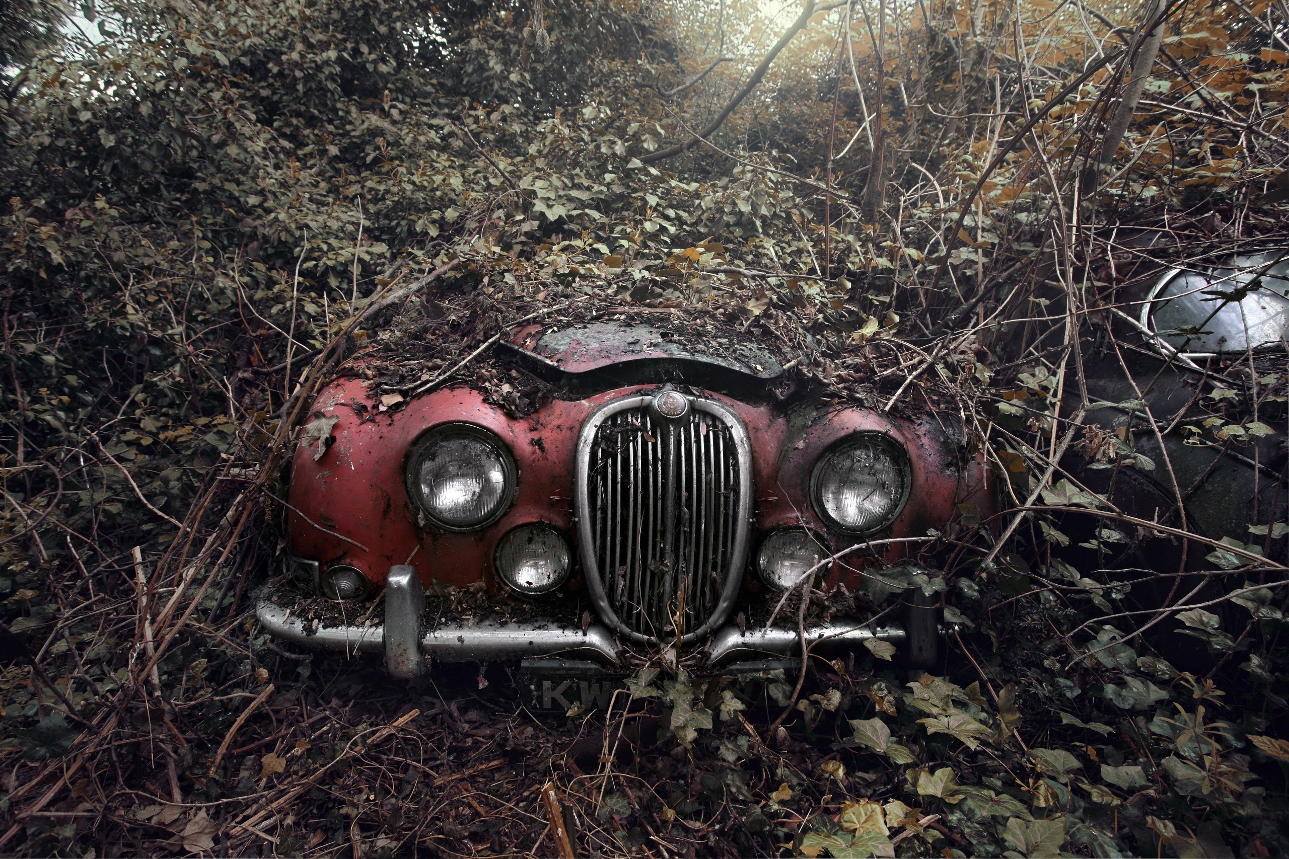 Abandoned red vintage car overgrown with plants HD Wallpaper