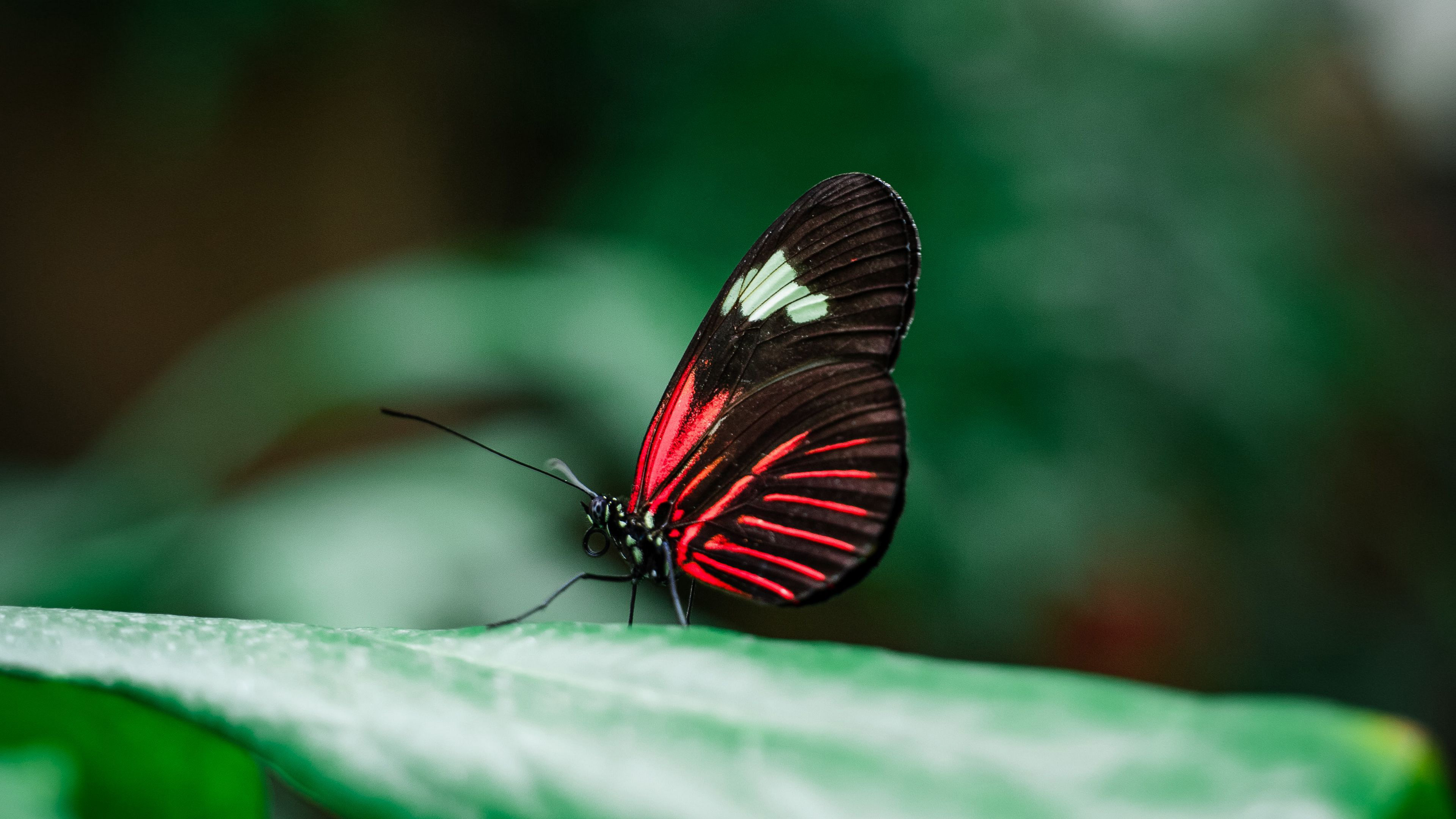 Red and black butterfly on a leaf 4K HD Wallpaper