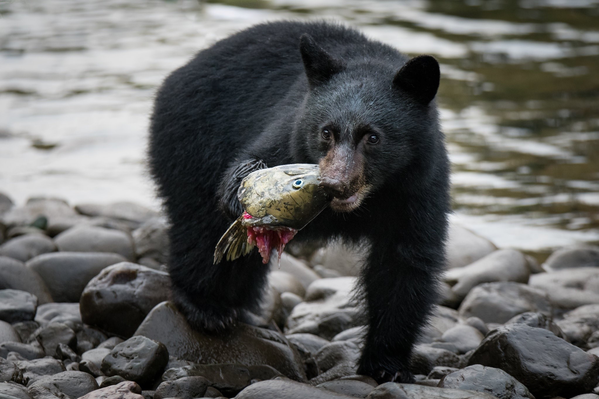 Black bear cub eating a salmon on a rocky shore HD Wallpaper