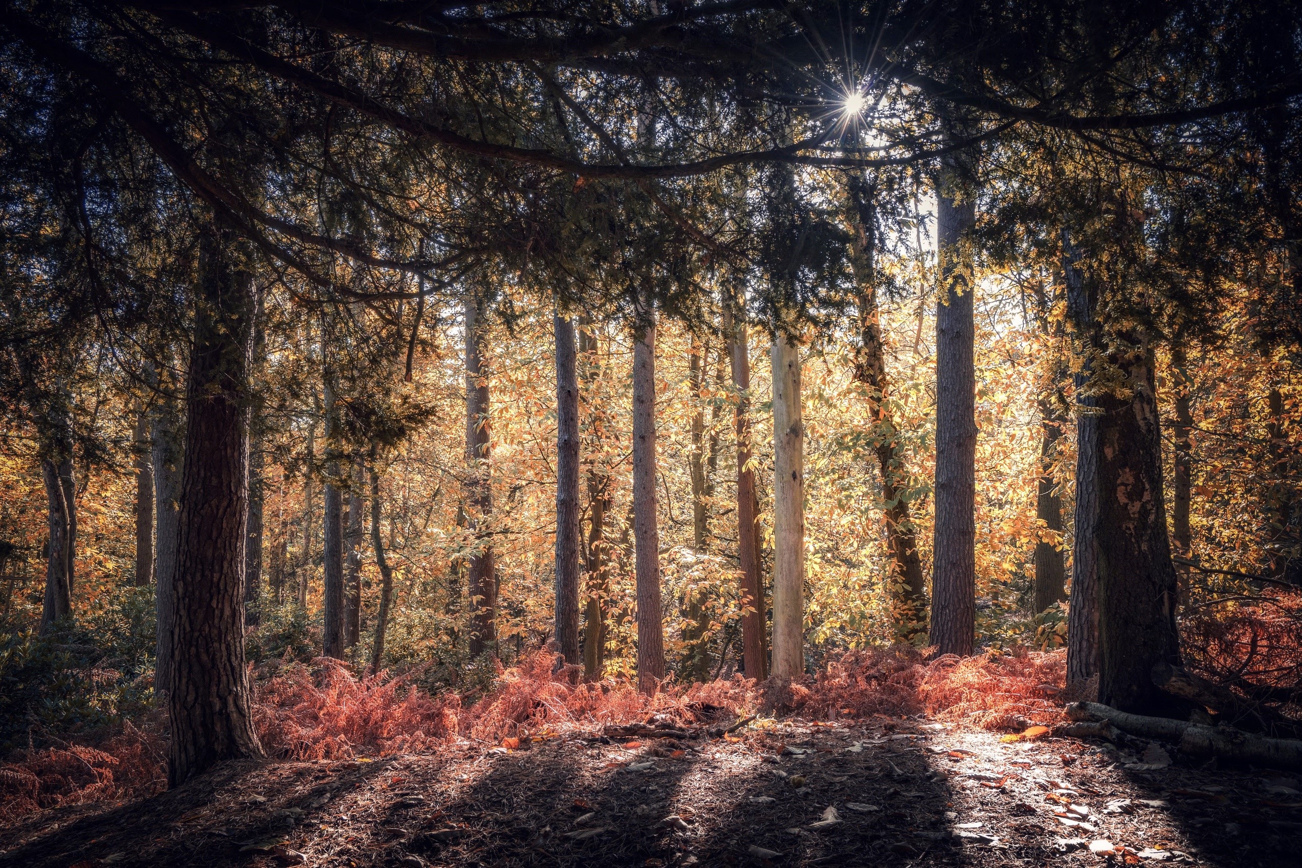 Sunlight filtering through trees in an autumn forest HD Wallpaper