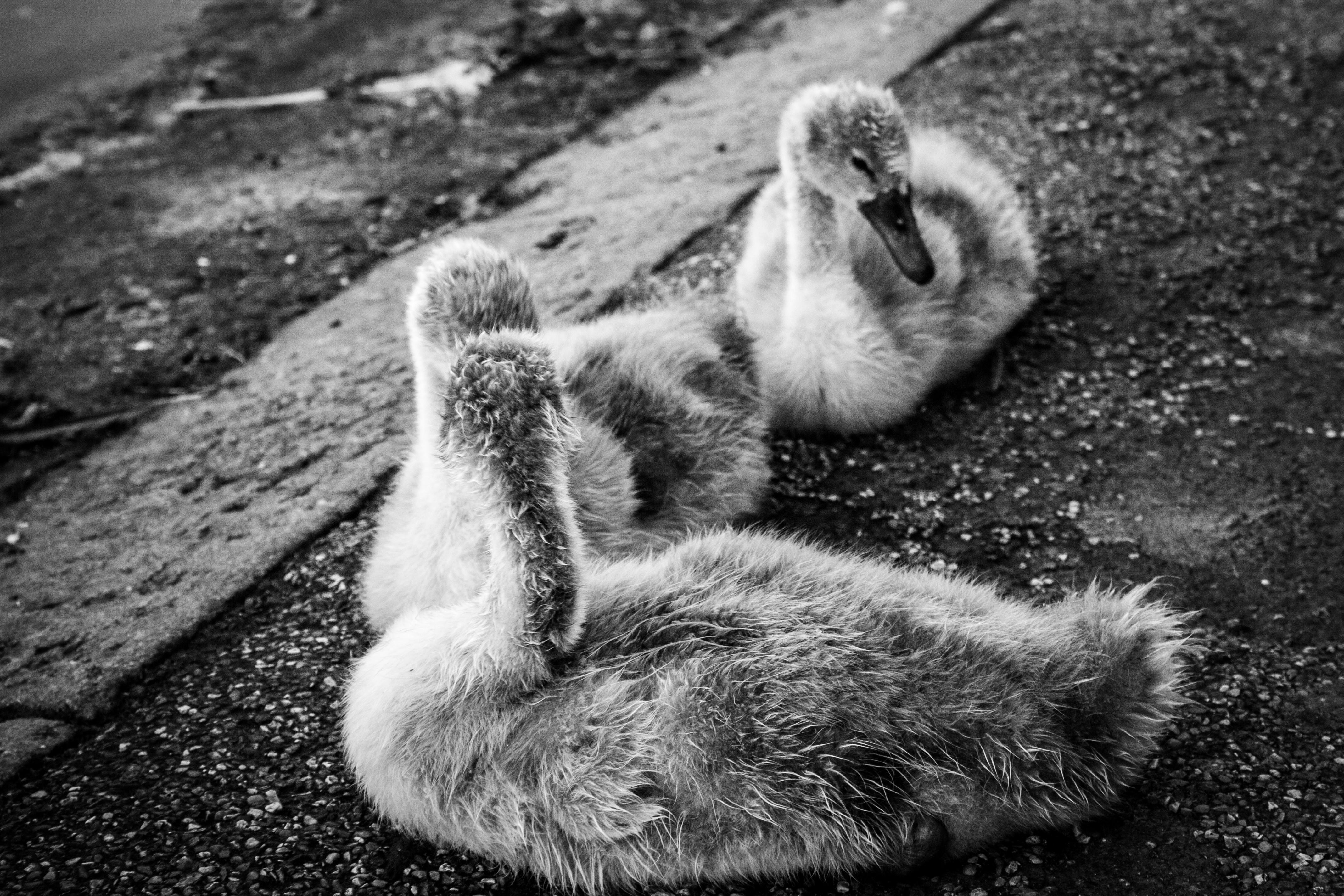 Monochrome image of two baby swans HD Wallpaper