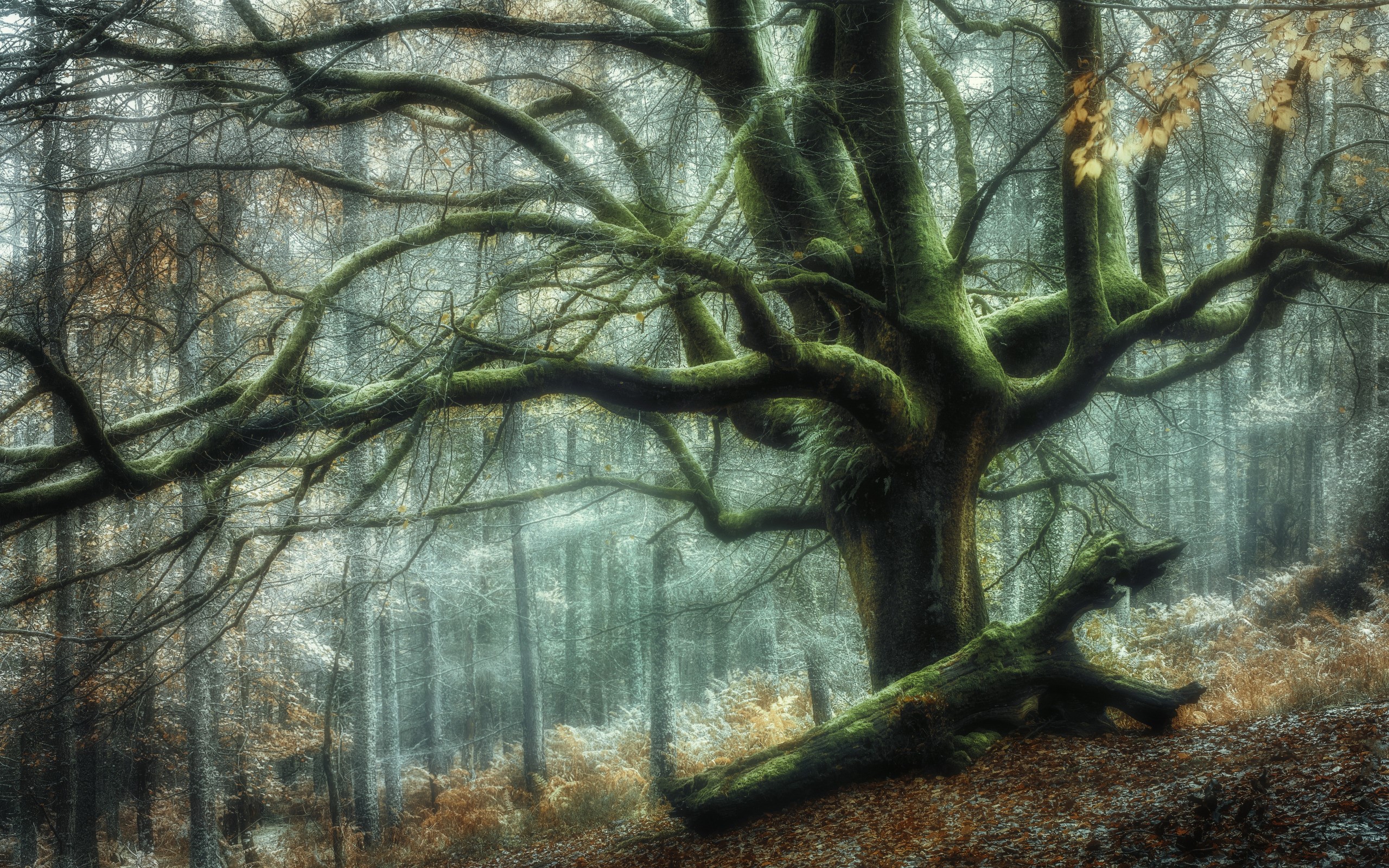 Moss-covered ancient tree in a misty forest HD Wallpaper