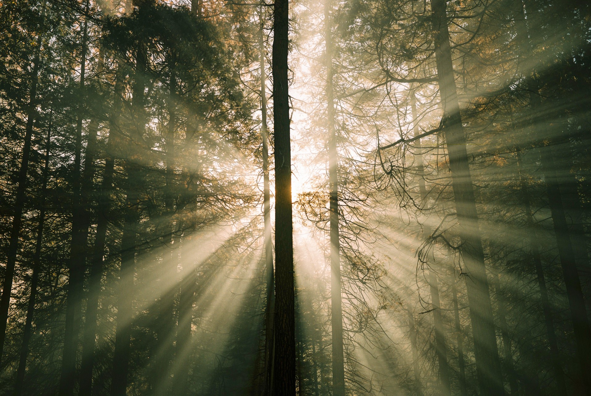 Sun rays filtering through a dense forest HD Wallpaper