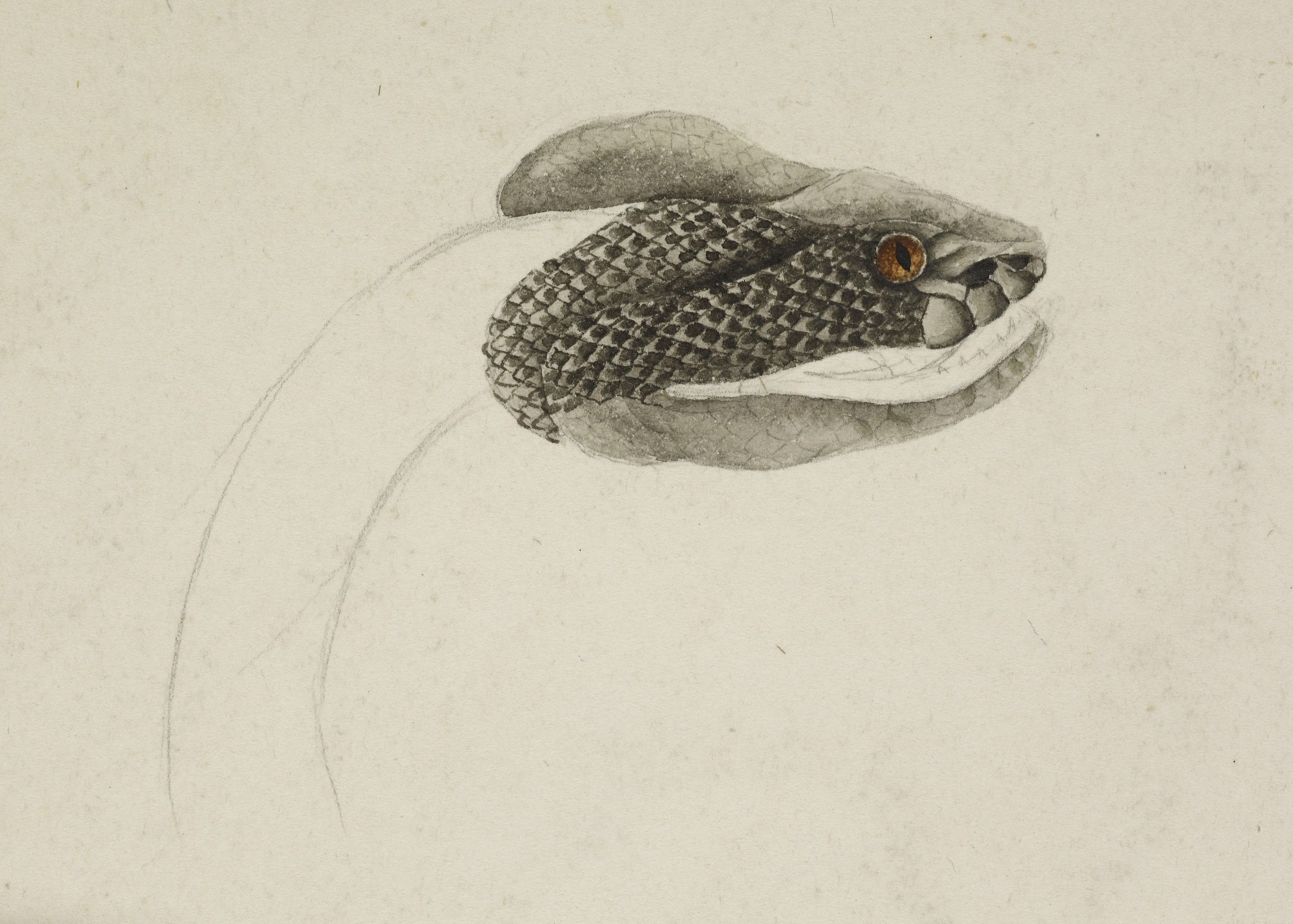 Watercolor painting of a snake's head HD Wallpaper