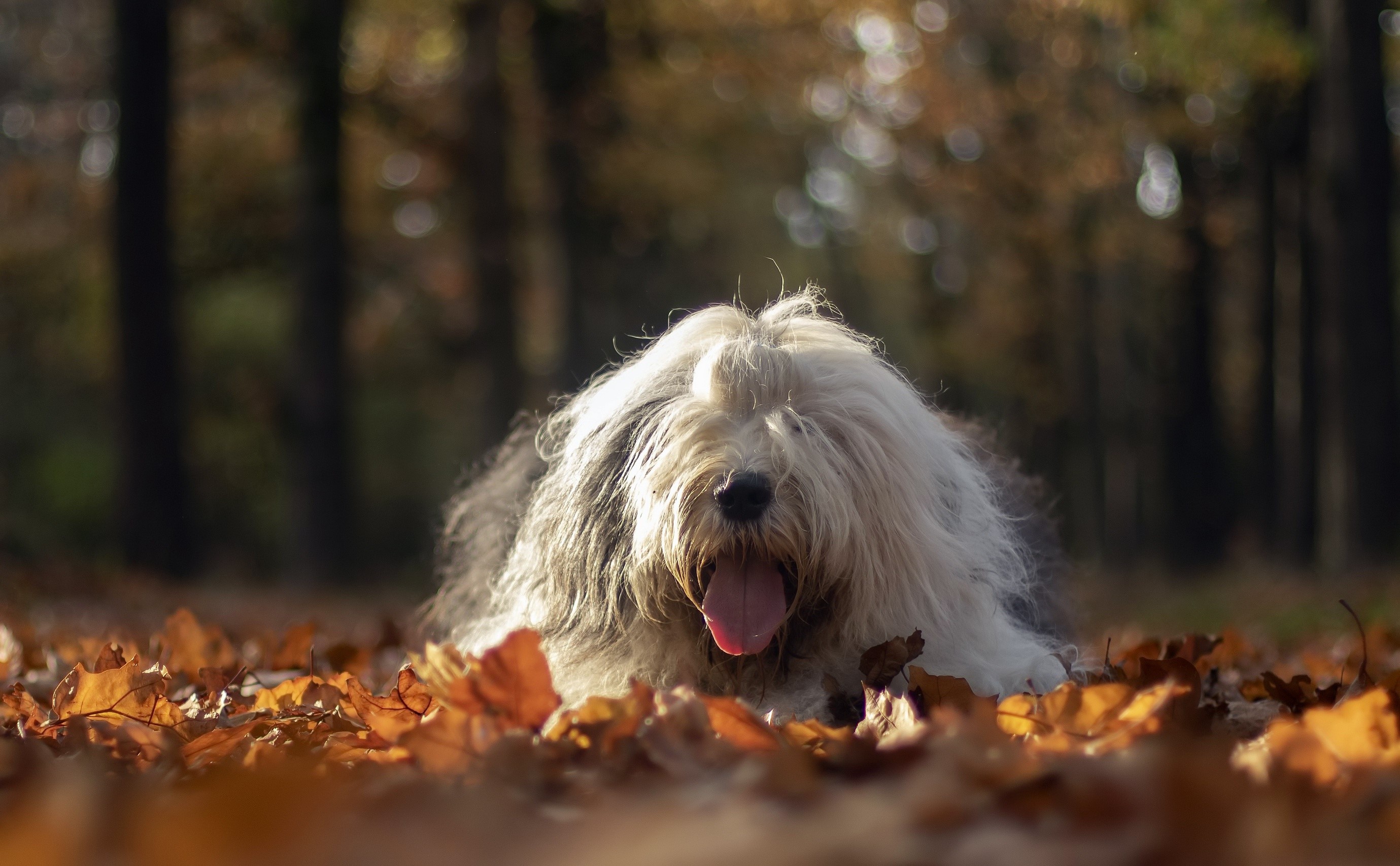 Old English Sheepdog lying in autumn leaves HD Wallpaper