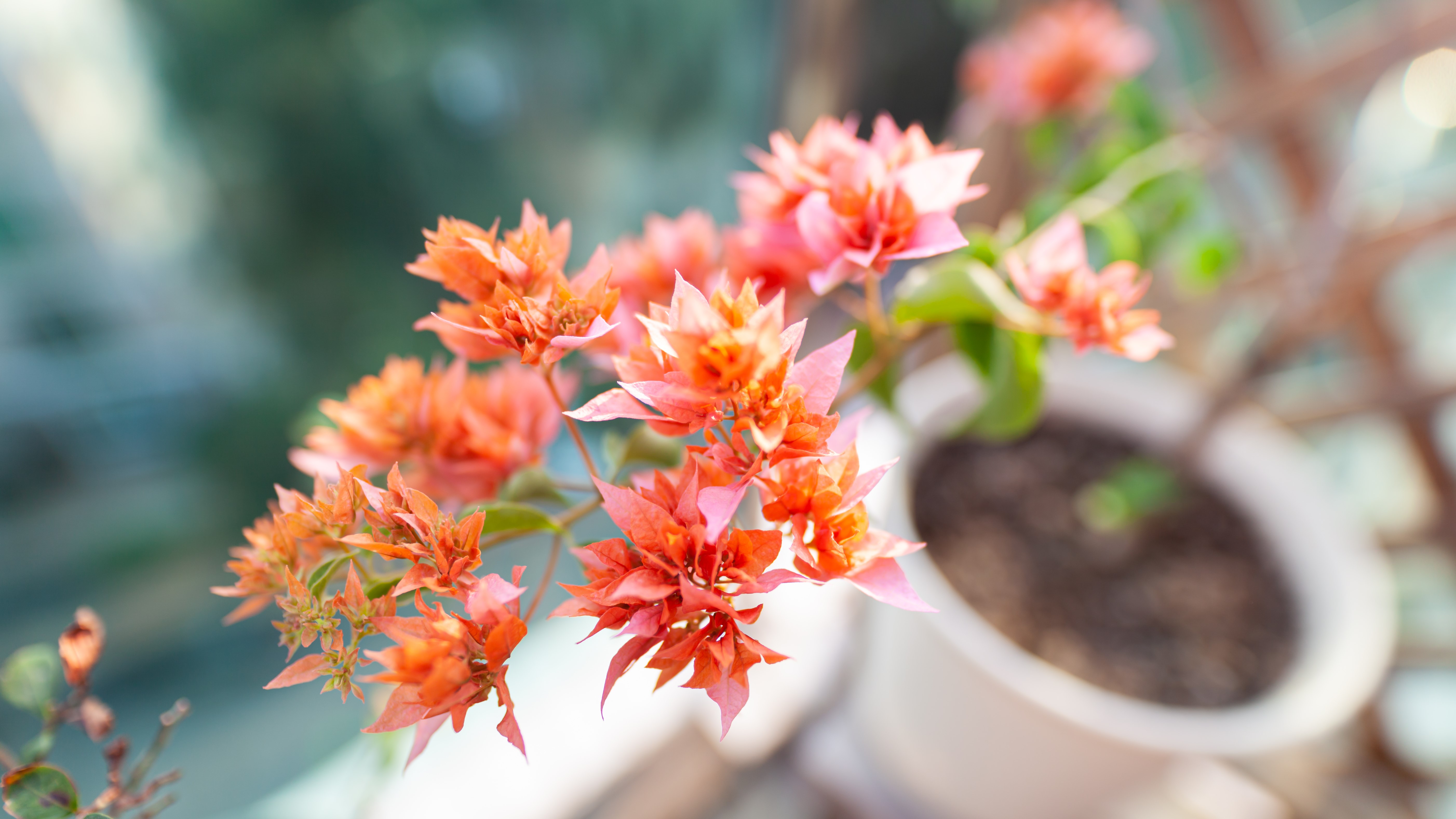 4K photography of colorful bougainvillea flowers HD Wallpaper