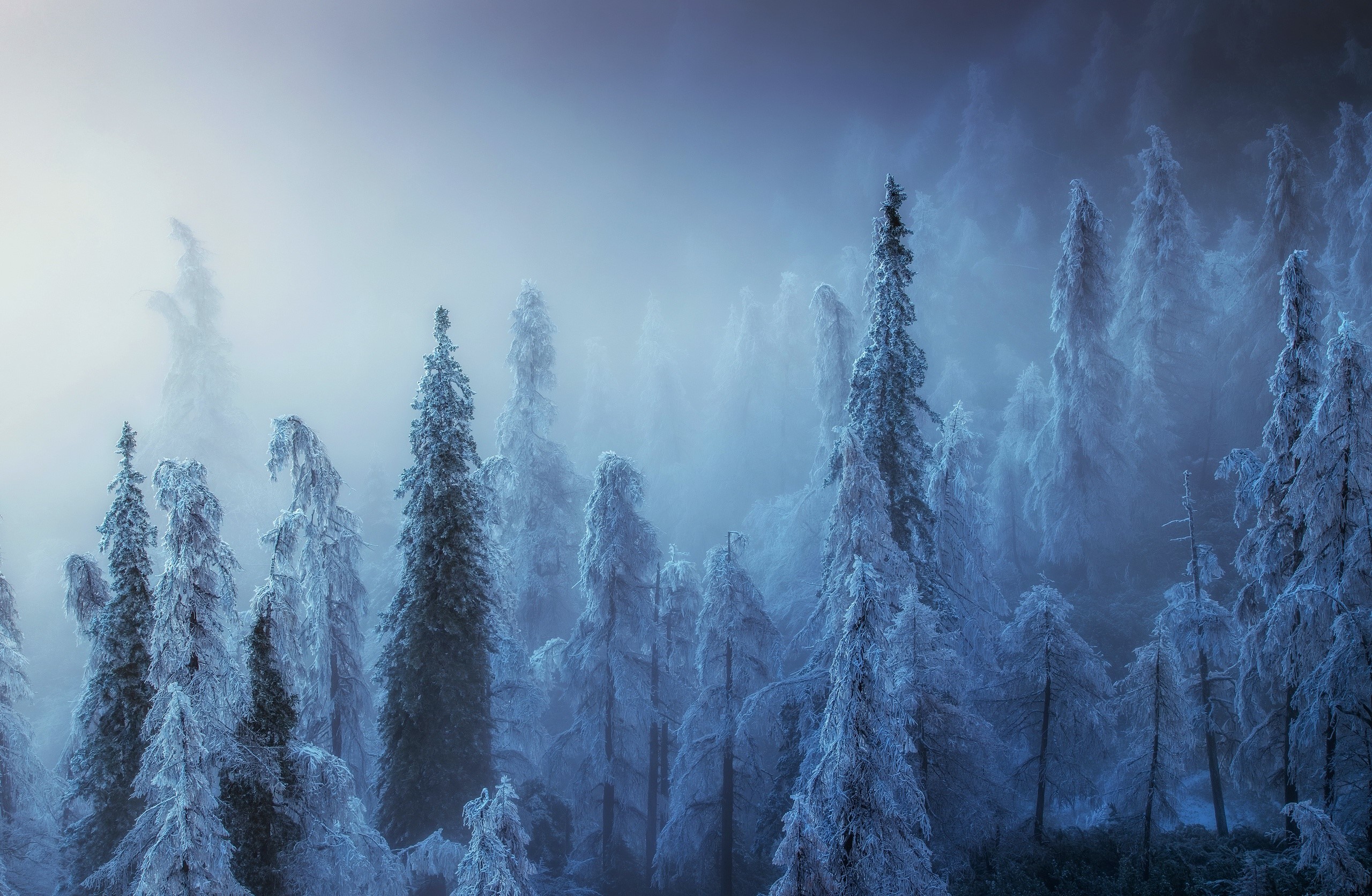 Snow-covered trees in a foggy winter forest HD Wallpaper