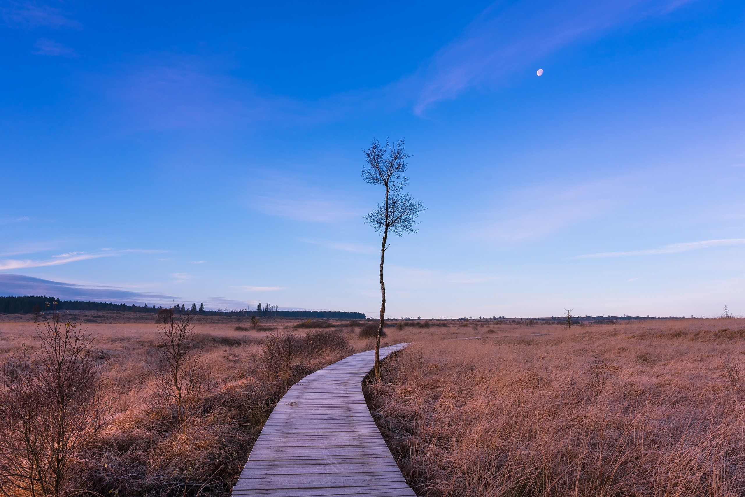 Wooden boardwalk through a marshy field with a lone tree HD Wallpaper