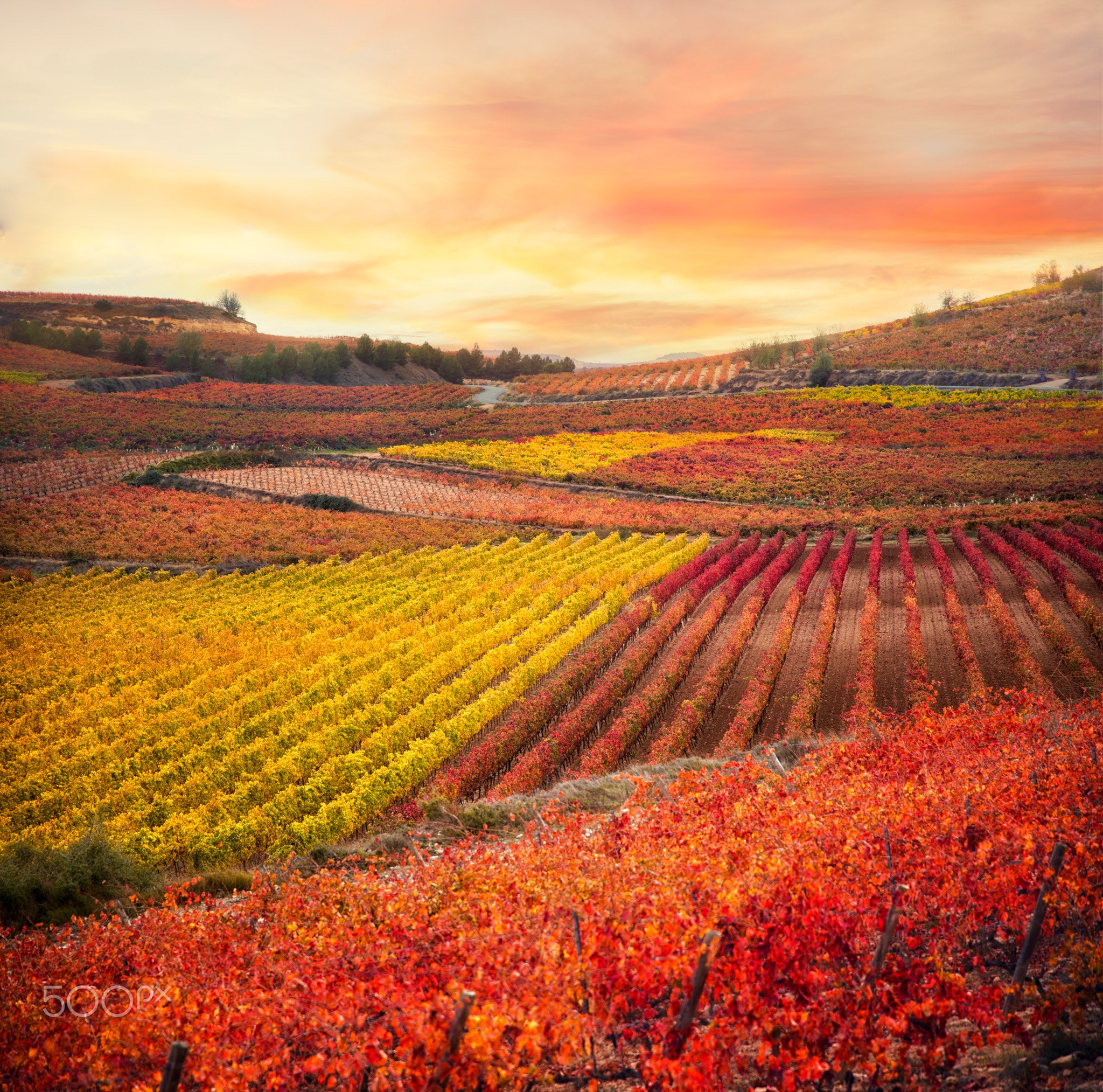 Vineyard fields with colorful fall foliage under a sunset sky HD Wallpaper