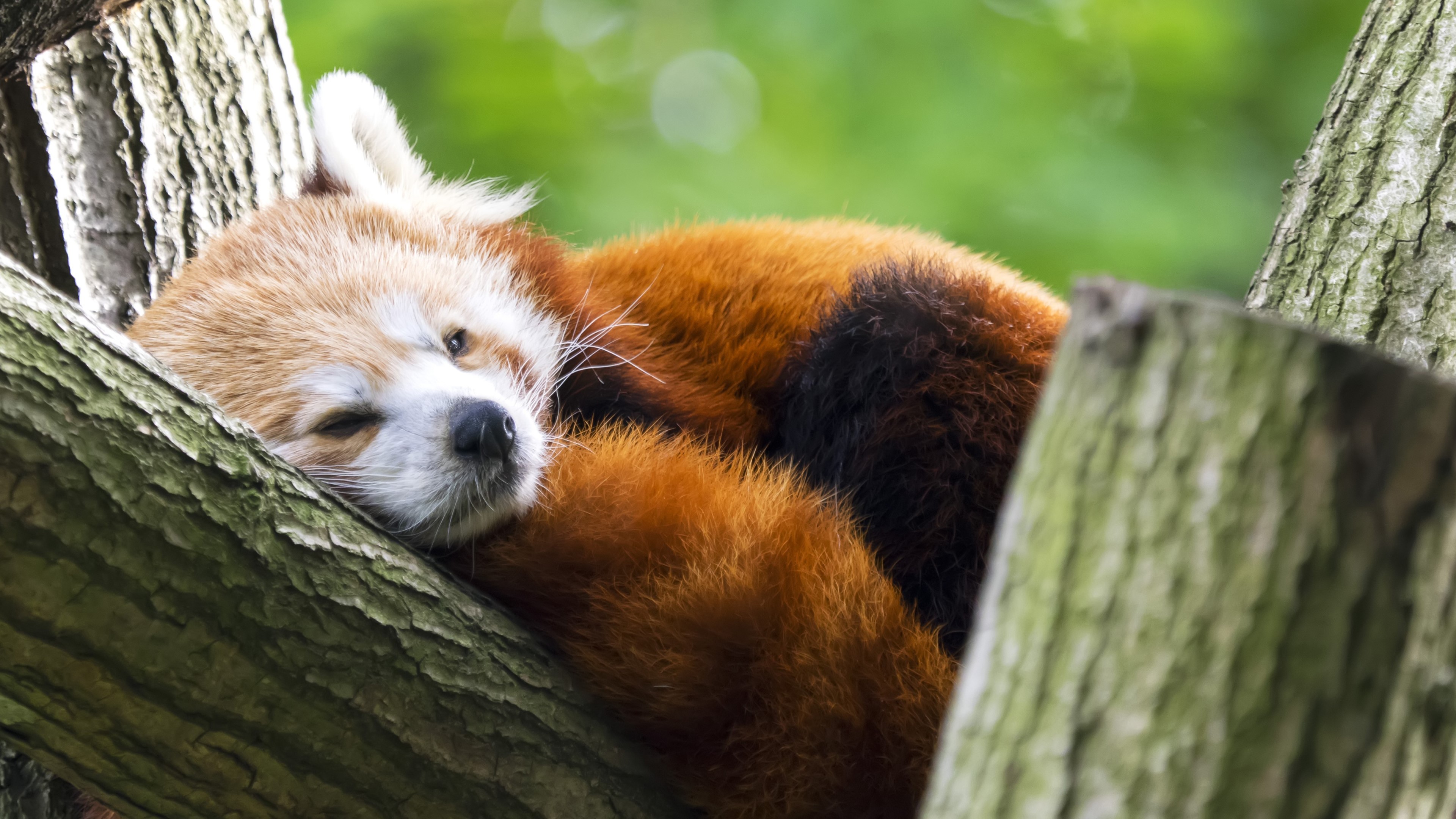 4K Red Panda Animals Sleeping HD Wallpaper Rare Gallery 4K Red Panda Animals Sleeping HD Wallpaper Rare Gallery