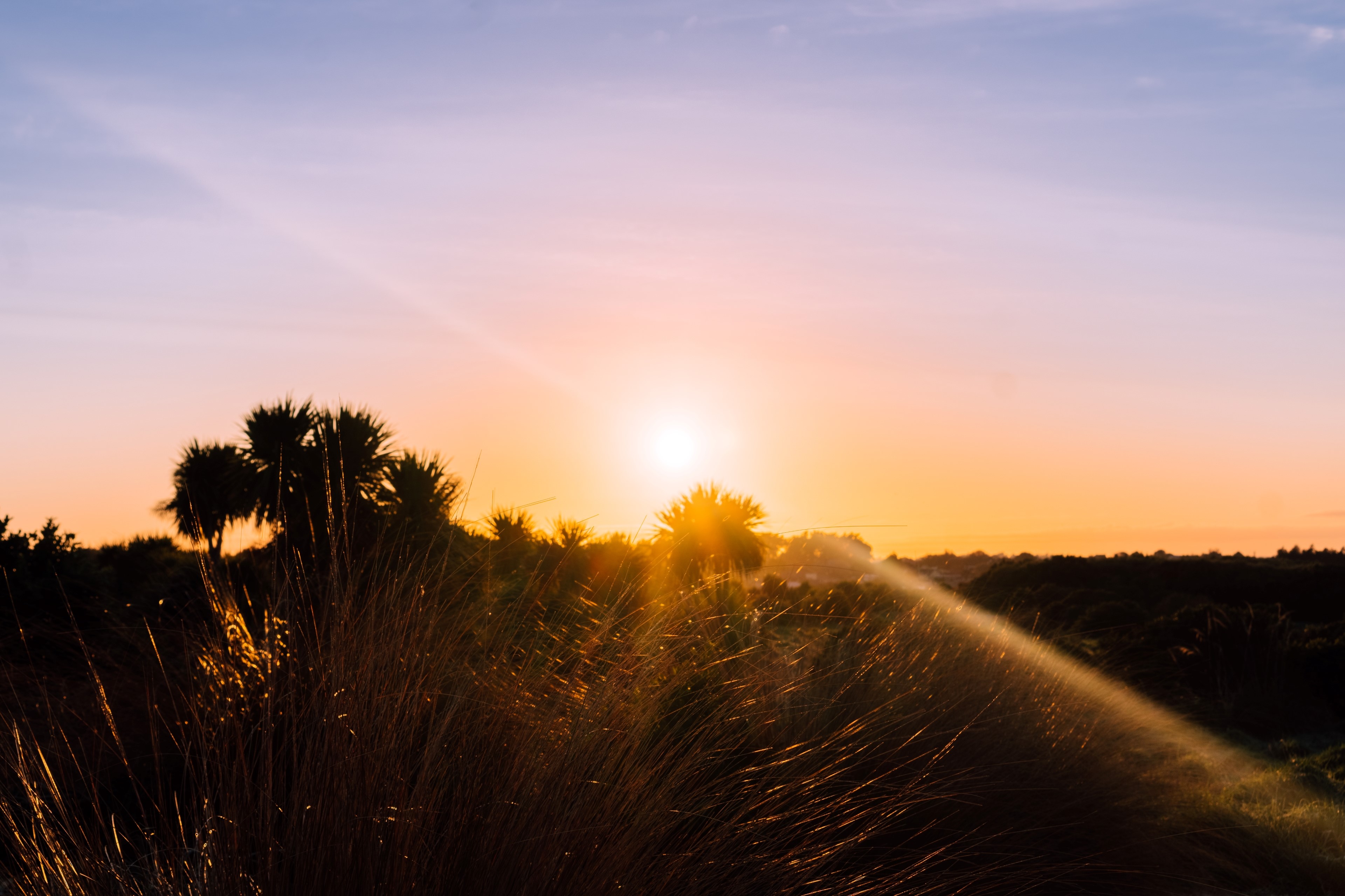 Sunrise over a grassy field with palm trees HD Wallpaper
