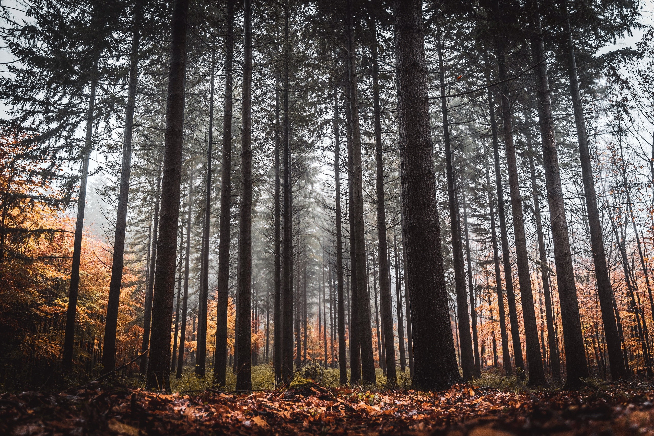 Tall pine trees in a forest during fall HD Wallpaper