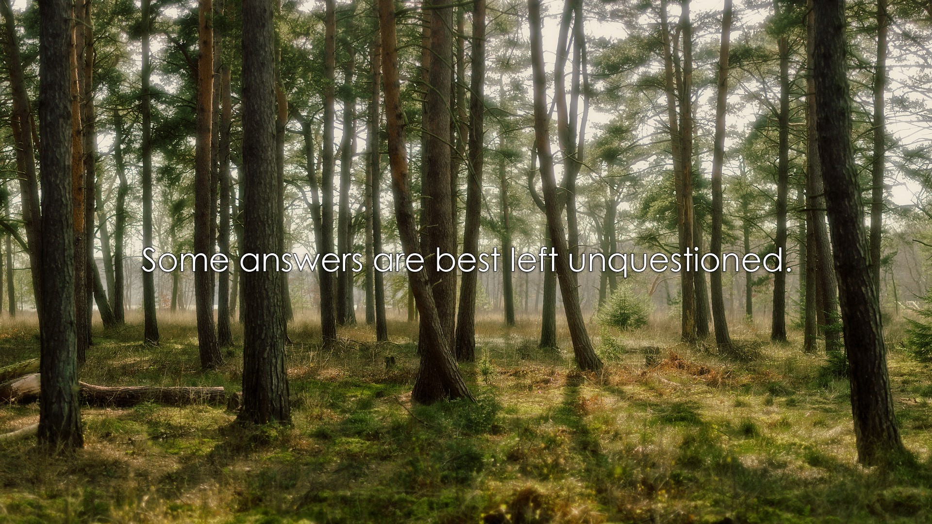 Some answers are best left unquestioned quote in forest HD Wallpaper