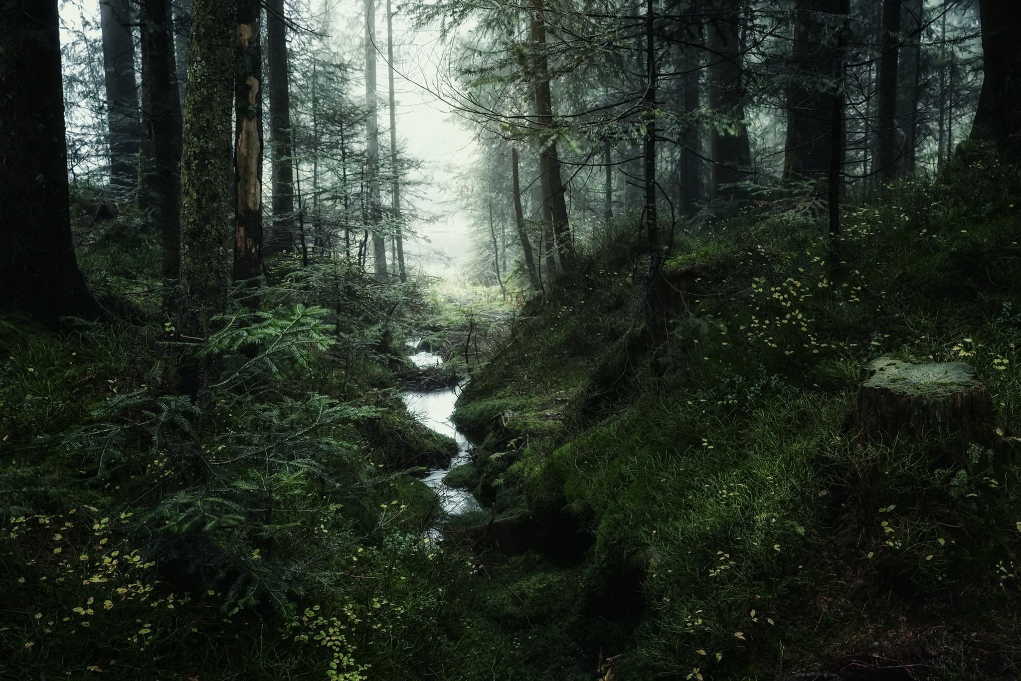 Misty forest with a stream and mossy ground HD Wallpaper