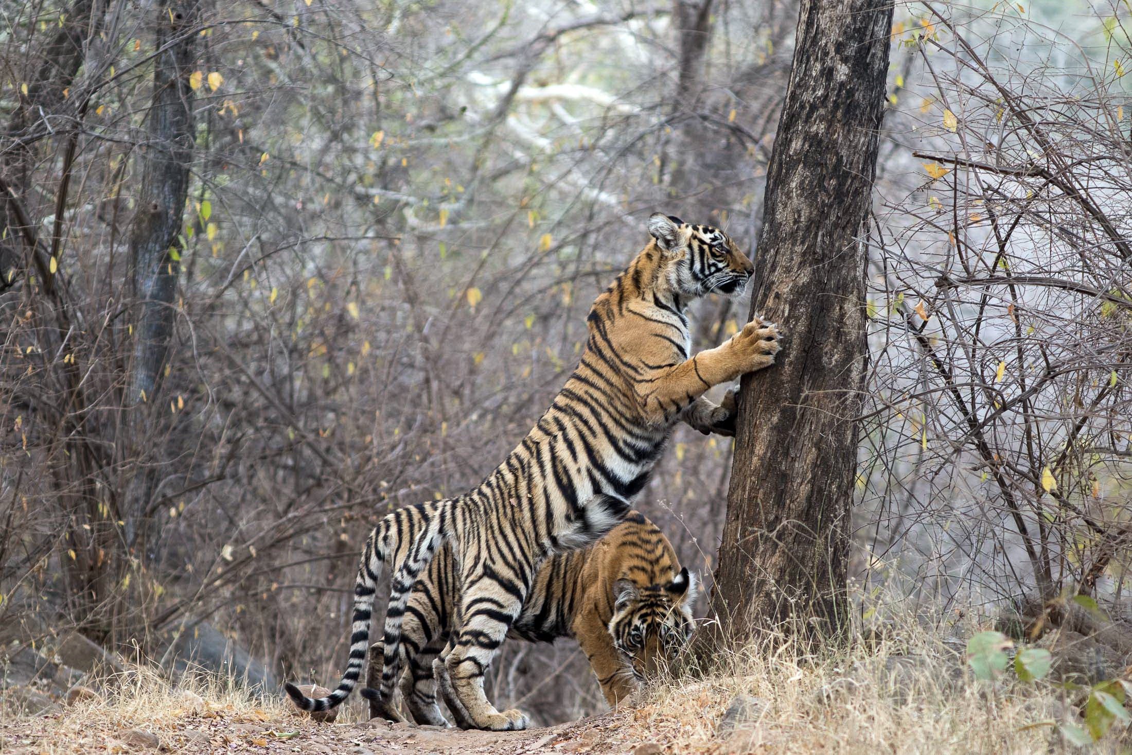 Two tigers in a forest, one climbing a tree HD Wallpaper