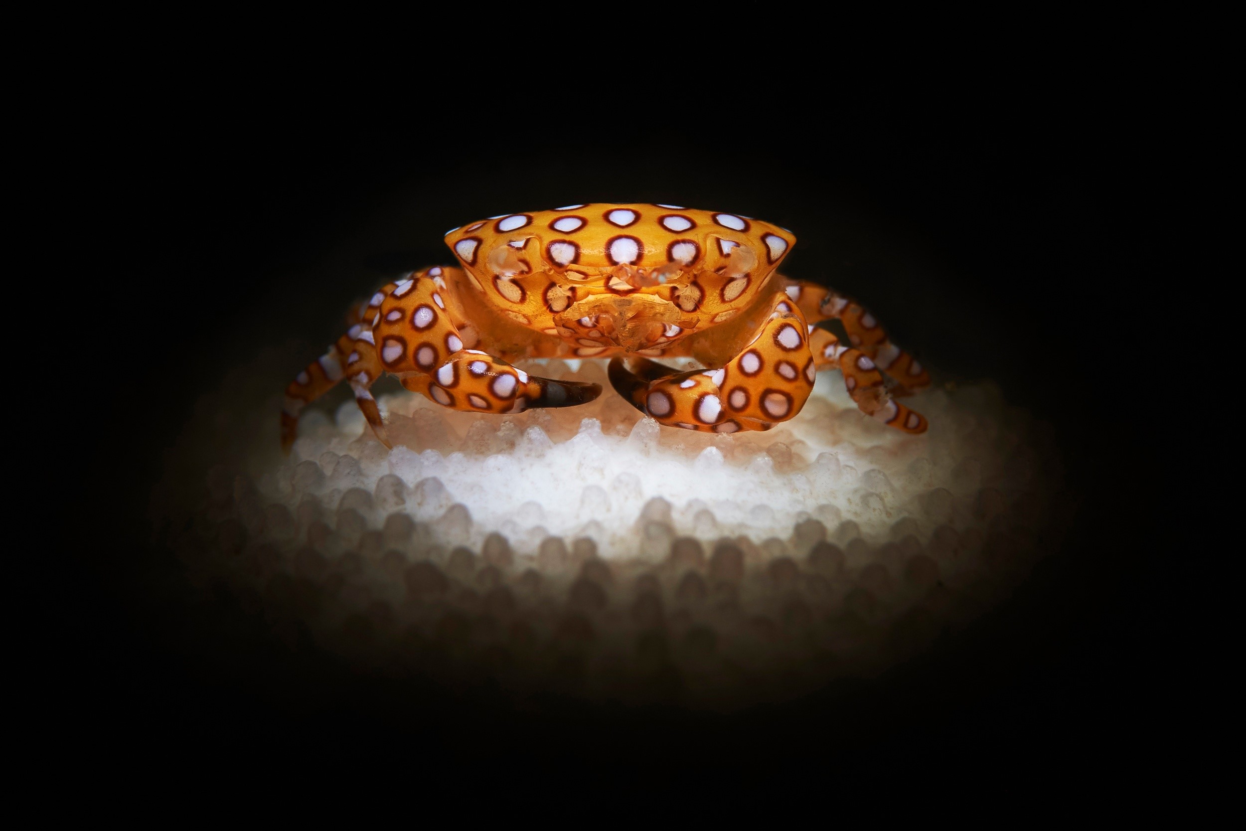 Orange crab with white spots on white coral HD Wallpaper