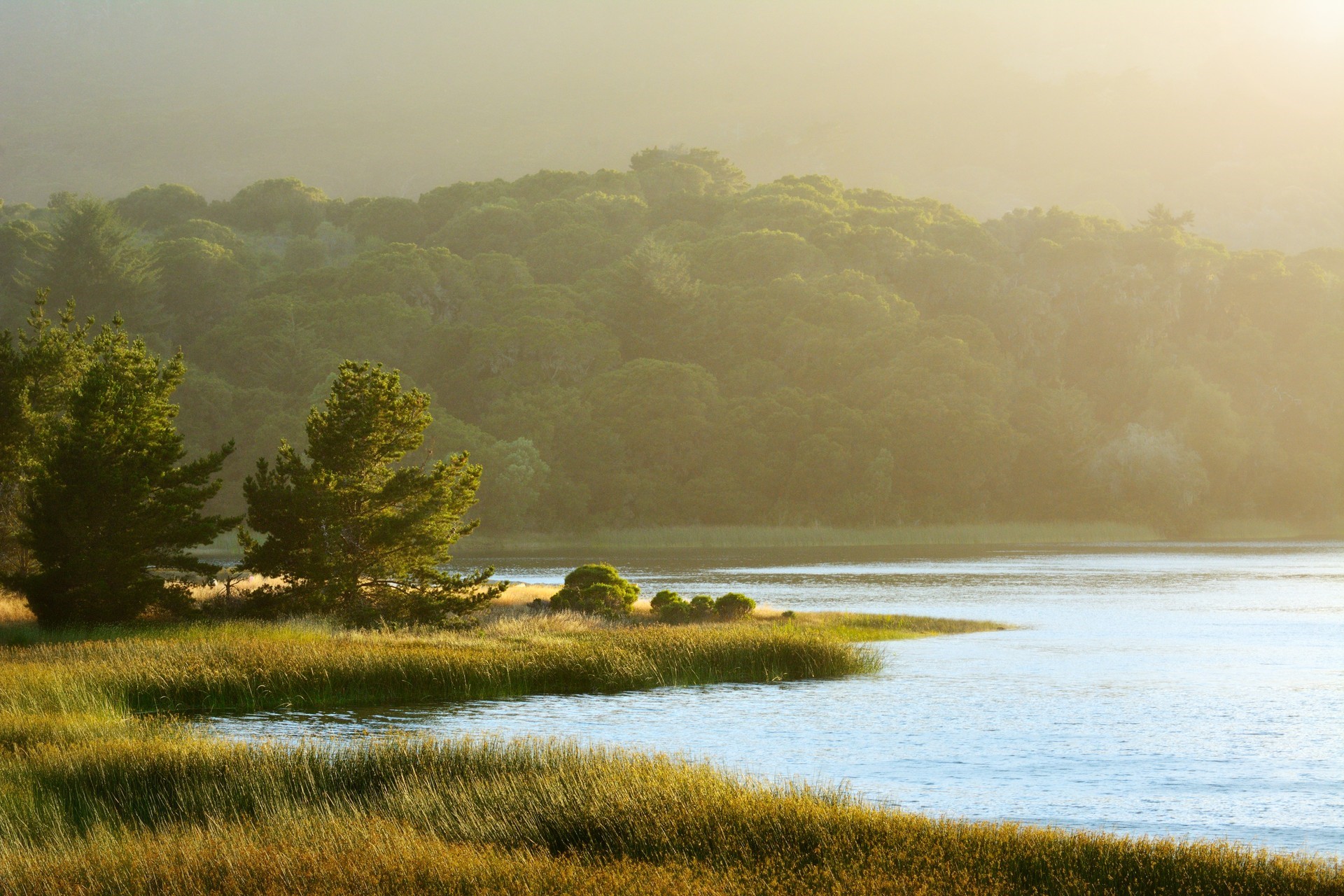 Lake with pine trees and reeds in sunlight HD Wallpaper