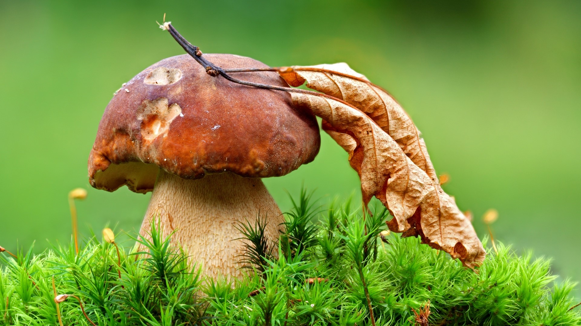 Mushroom with dry leaf on moss HD Wallpaper