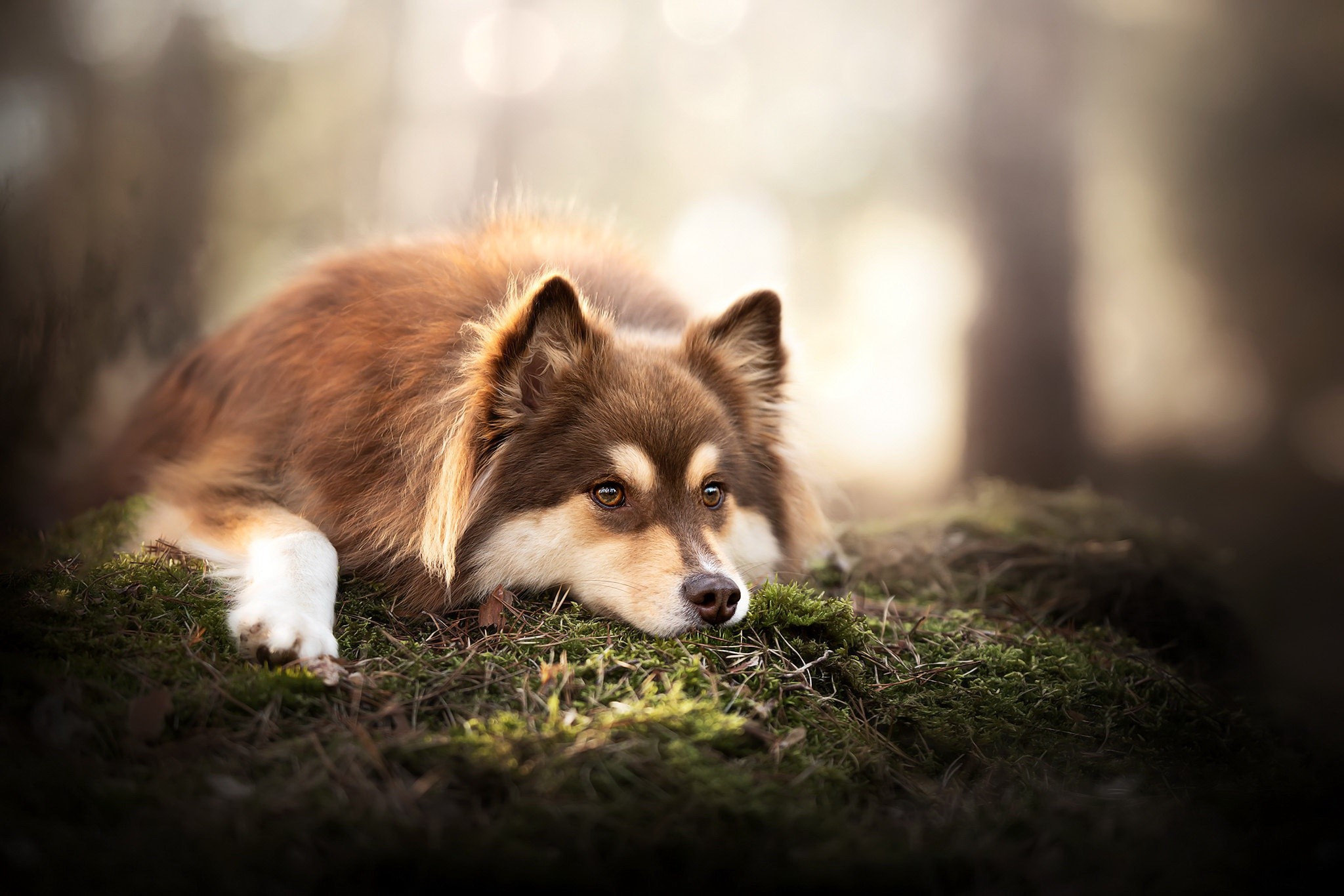 Brown dog lying on mossy ground in forest HD Wallpaper