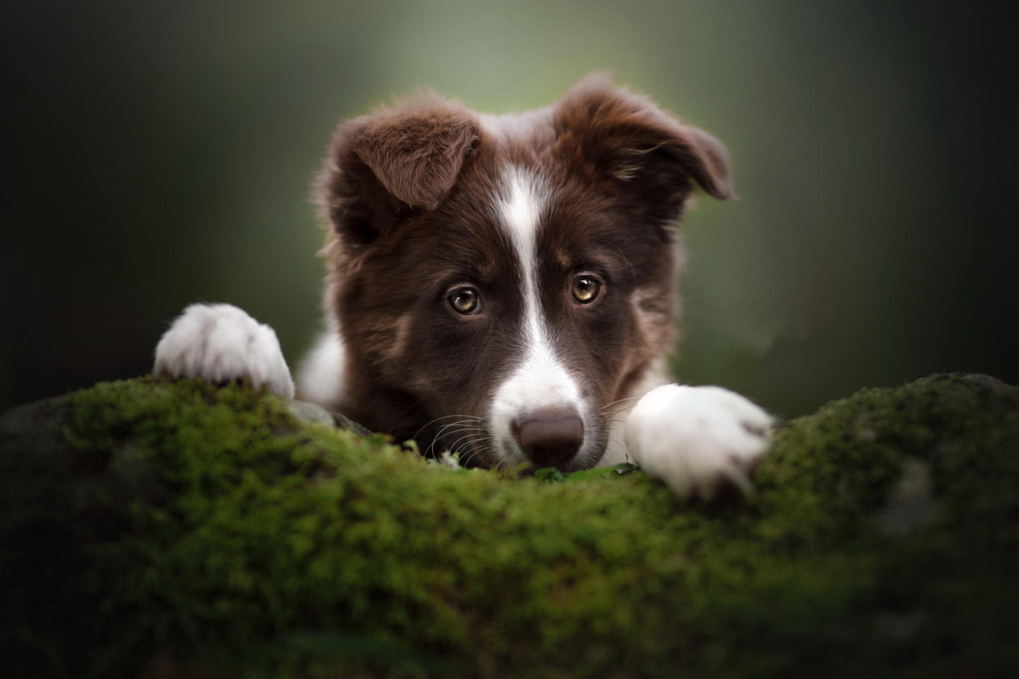 Brown and white puppy peeking over mossy rocks HD Wallpaper