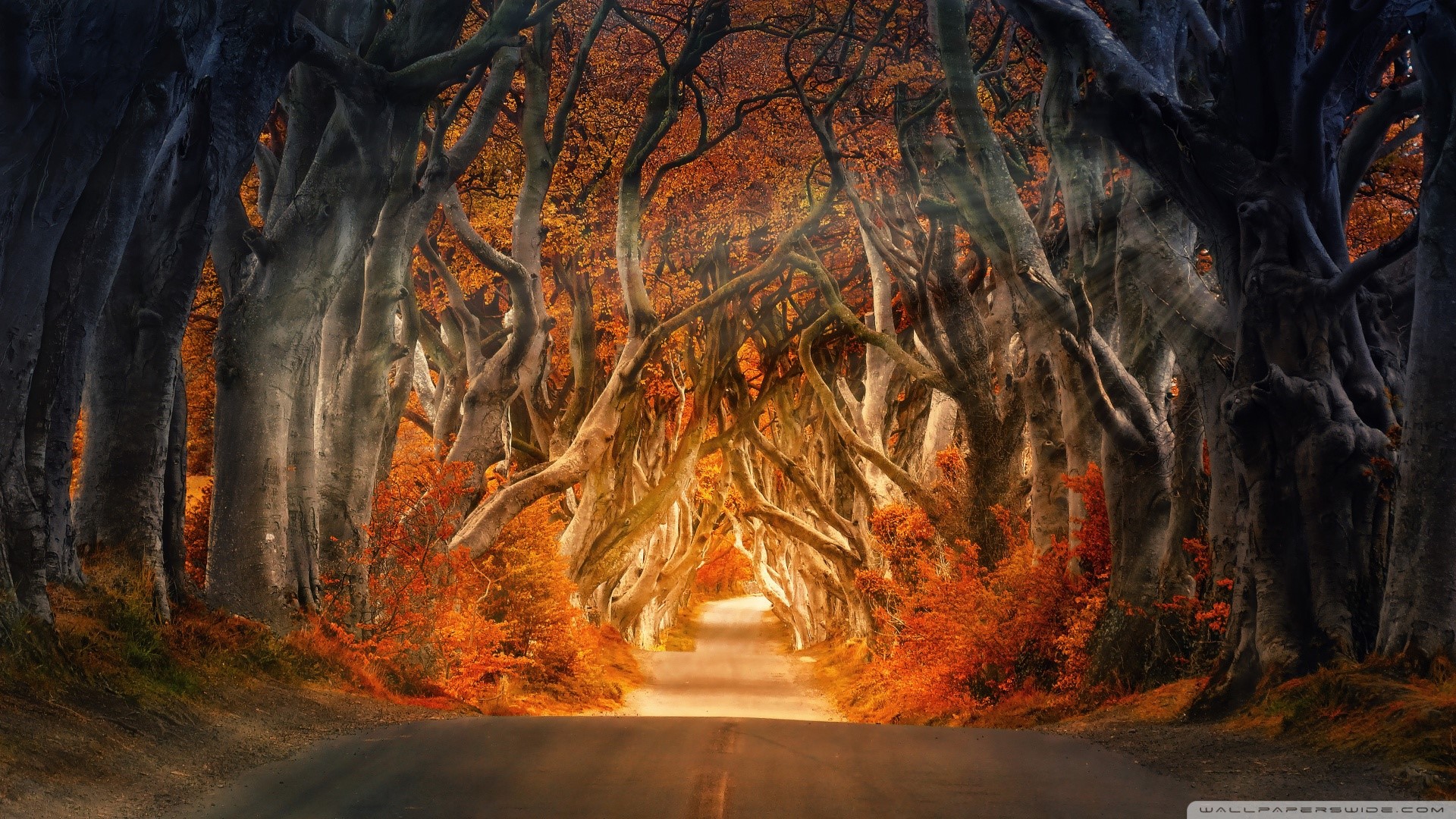 Road through a tunnel of autumn trees HD Wallpaper