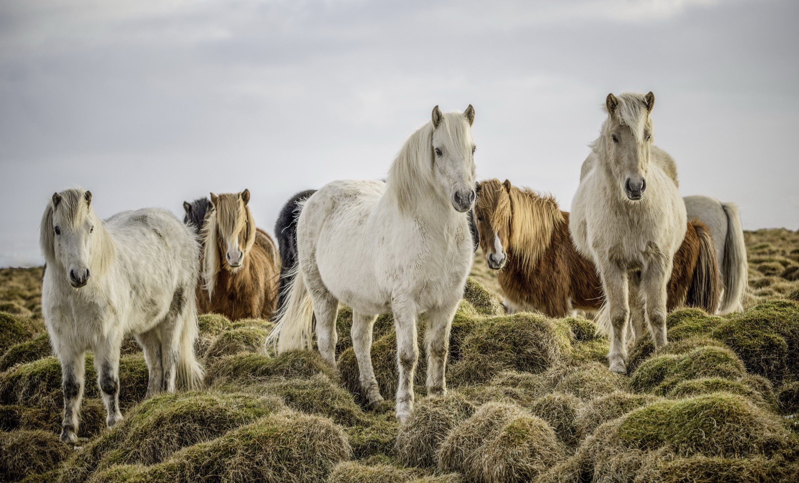 A herd of Icelandic horses on a grassy hill HD Wallpaper