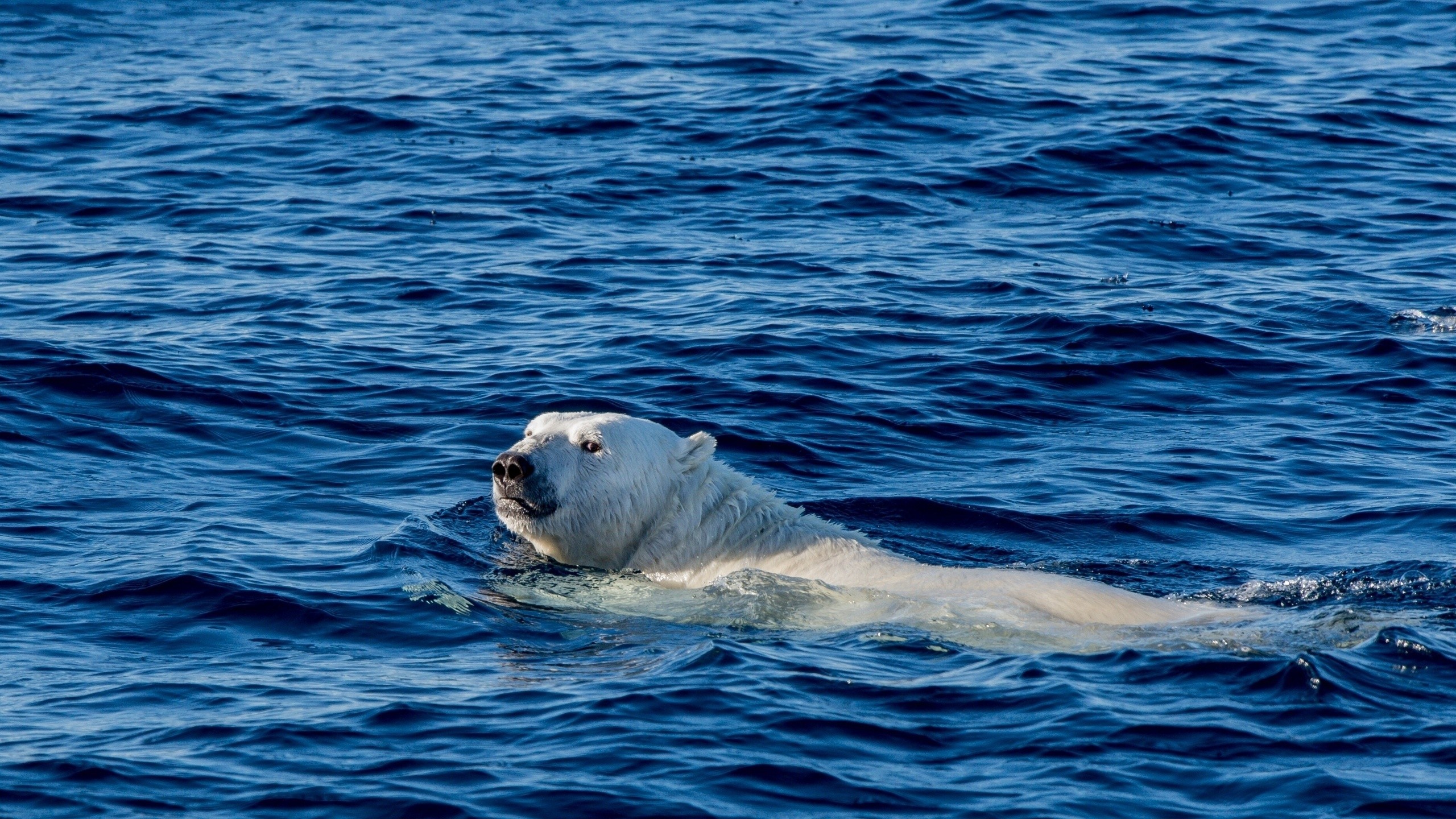 Polar bear swimming in blue ocean water HD Wallpaper